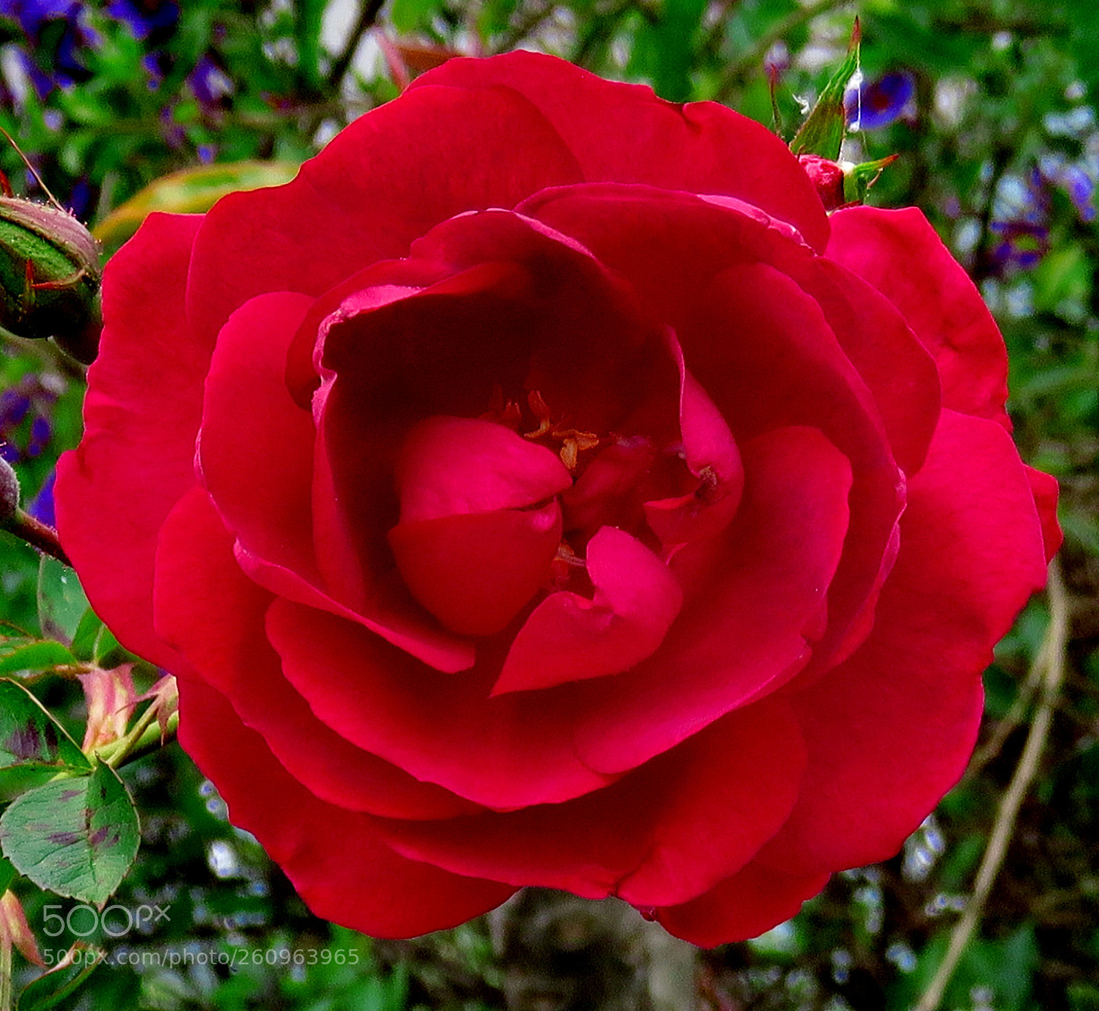 Canon PowerShot SX60 HS sample photo. Red rose in the photography