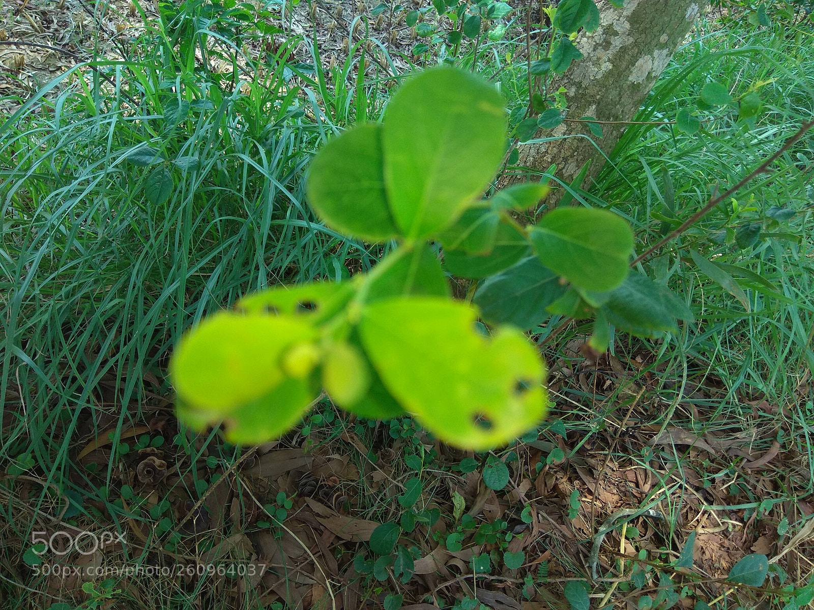 Xiaomi Redmi Note 4 sample photo. Untitled photography
