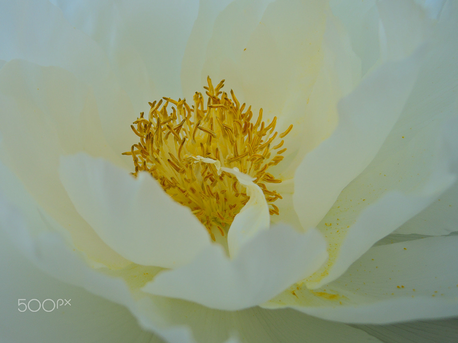 Nikon Coolpix P340 sample photo. Male and female stamens photography