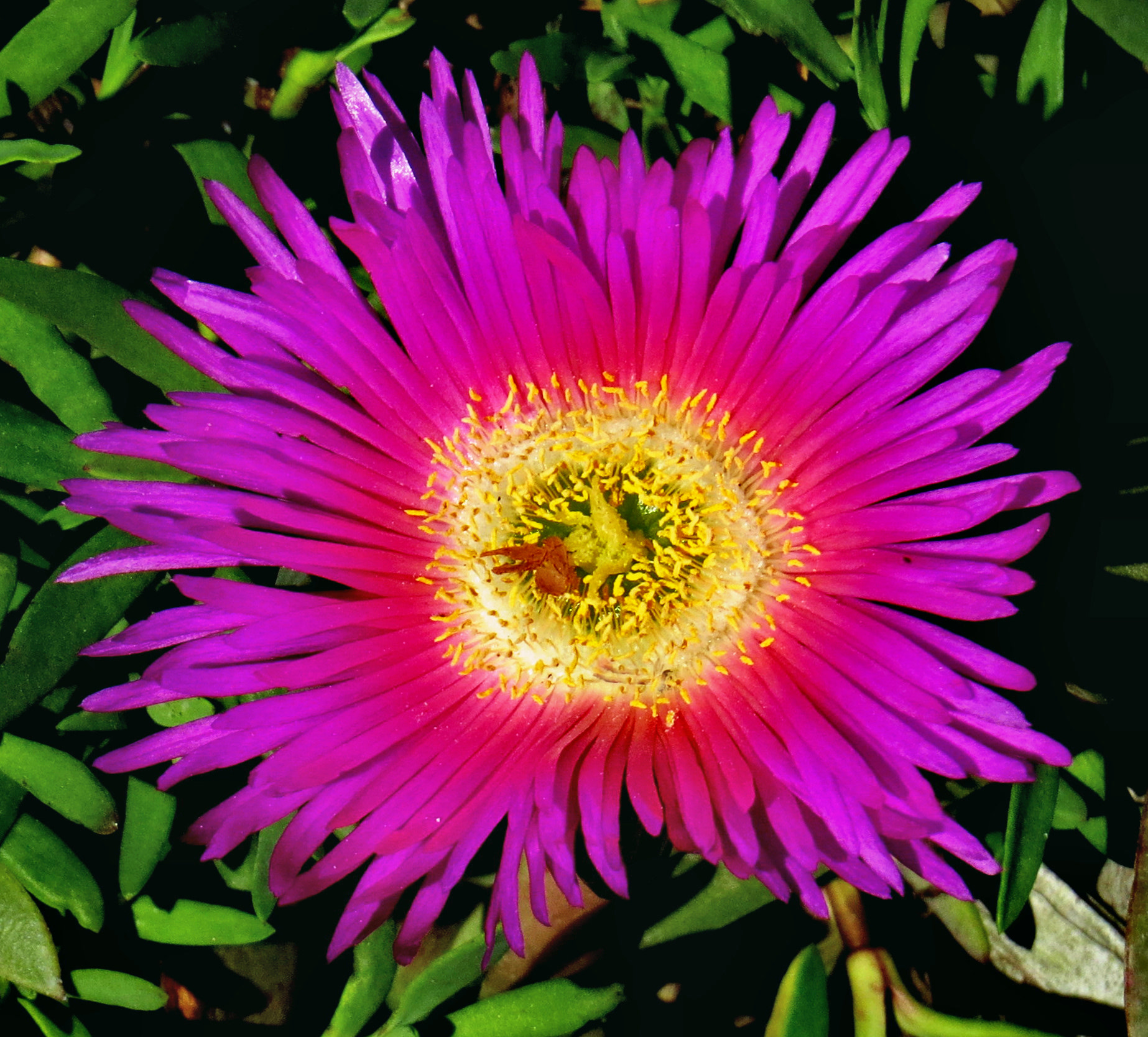 Canon PowerShot SX50 HS + 4.3 - 215.0 mm sample photo. A purple dandelion flower photography
