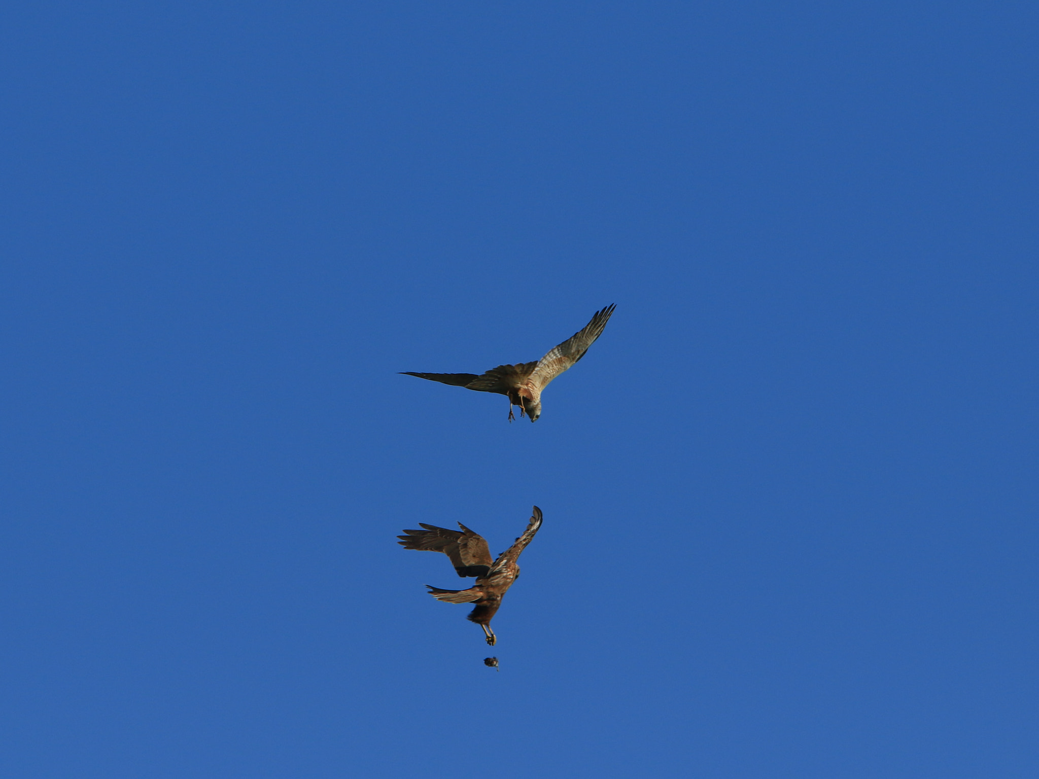 Canon EOS 7D Mark II + Canon EF 400mm F2.8L IS USM sample photo. エサ渡し ③  eastern marsh harrier photography