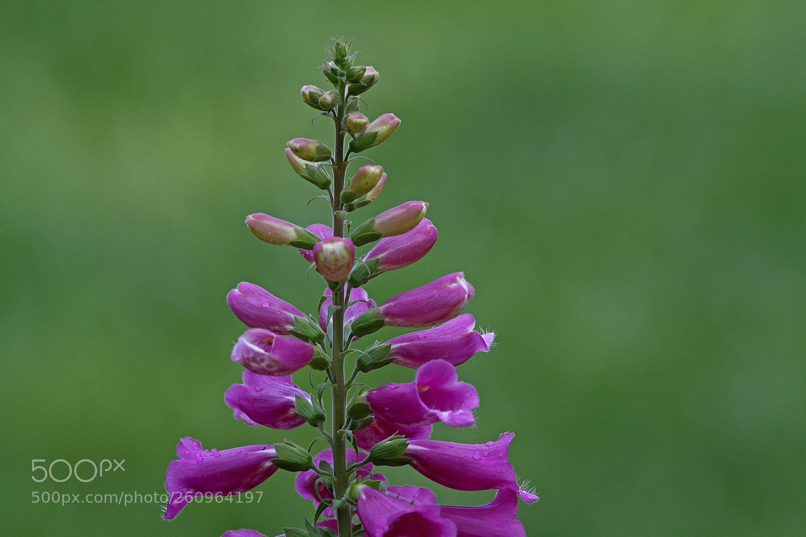 Canon EOS 7D sample photo. Foxglove photography