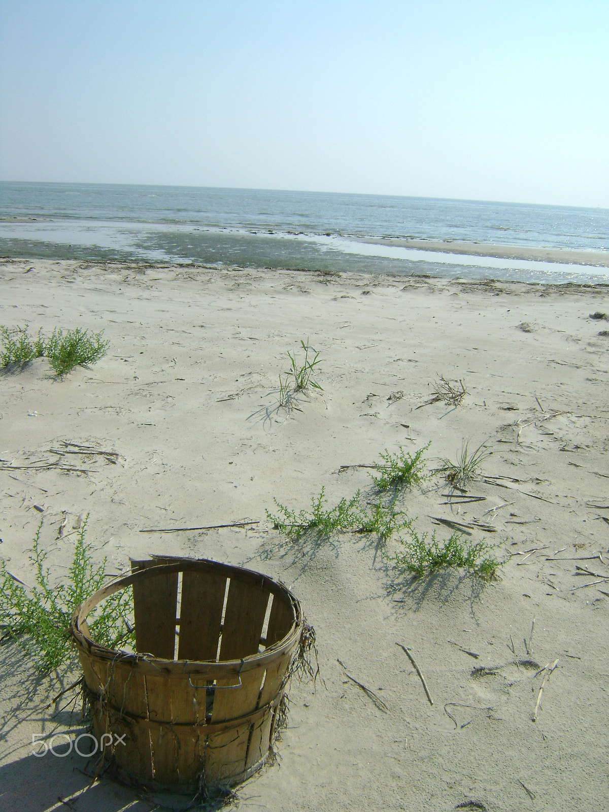 Sony DSC-S780 sample photo. Crabs photography