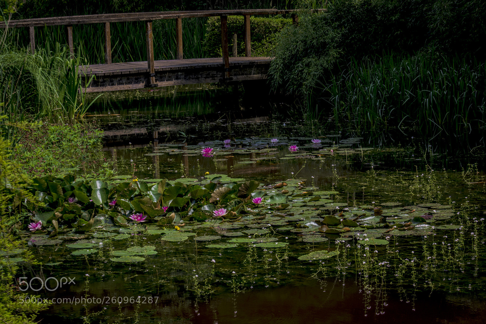 Nikon D5200 sample photo. Water lilies photography
