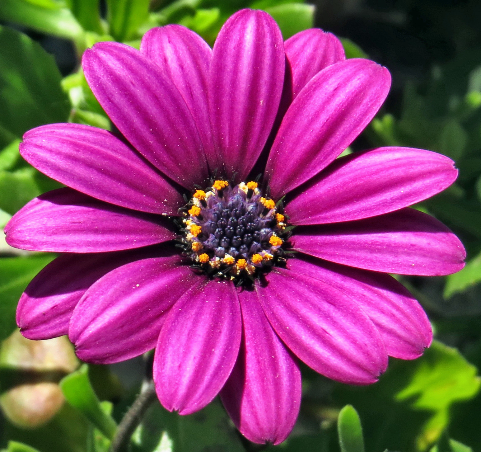 Canon PowerShot SX50 HS + 4.3 - 215.0 mm sample photo. A purple daisy in the garden photography