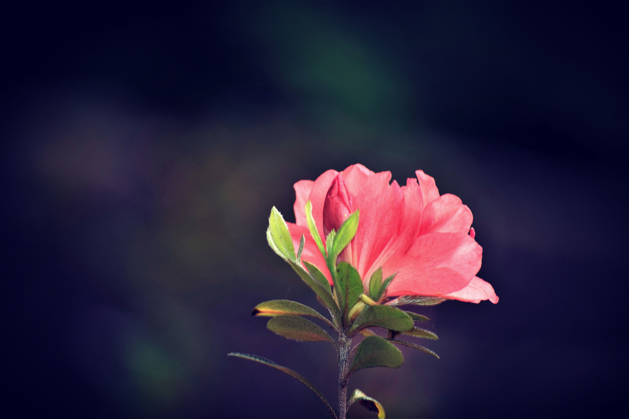Nikon D5300 sample photo. "stillness..." photography