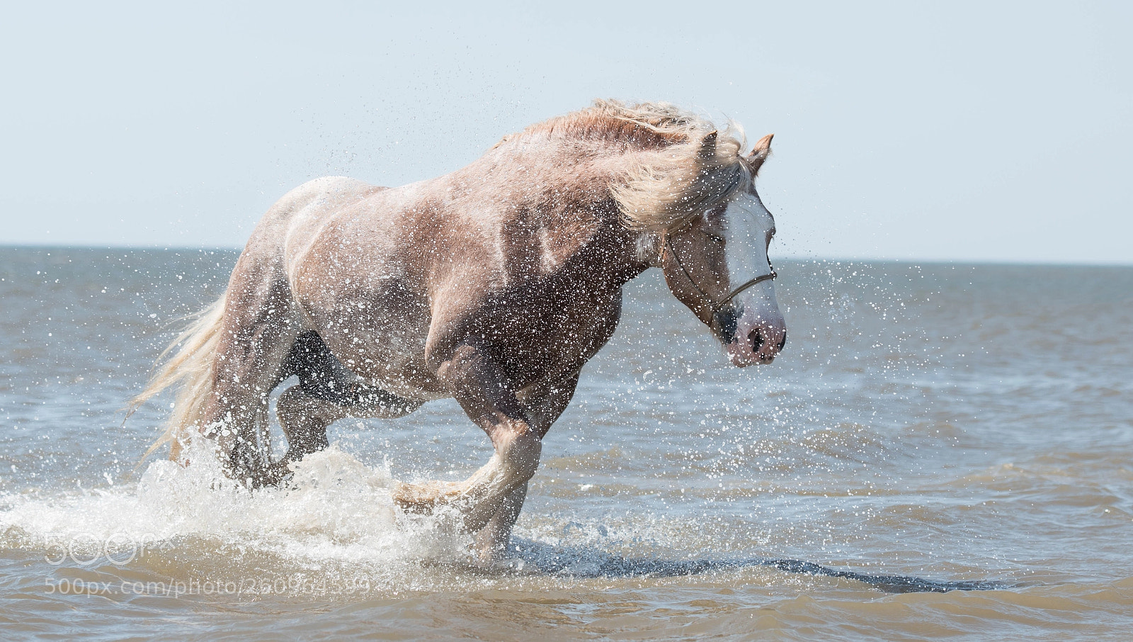 Nikon D5500 sample photo. Water horse photography