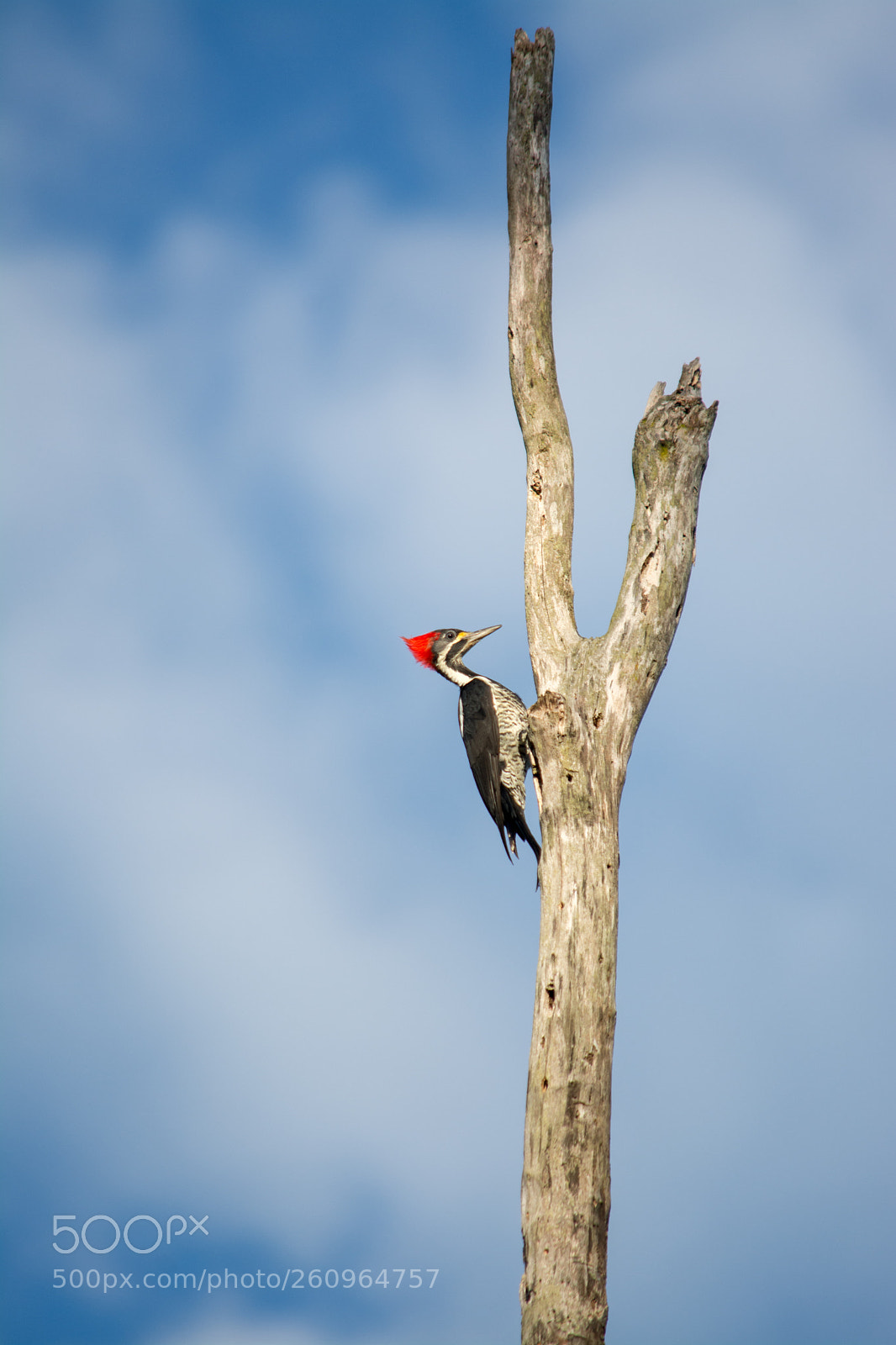 Nikon D7100 sample photo. Lineated woodpecker (dryocopus lineatus) photography