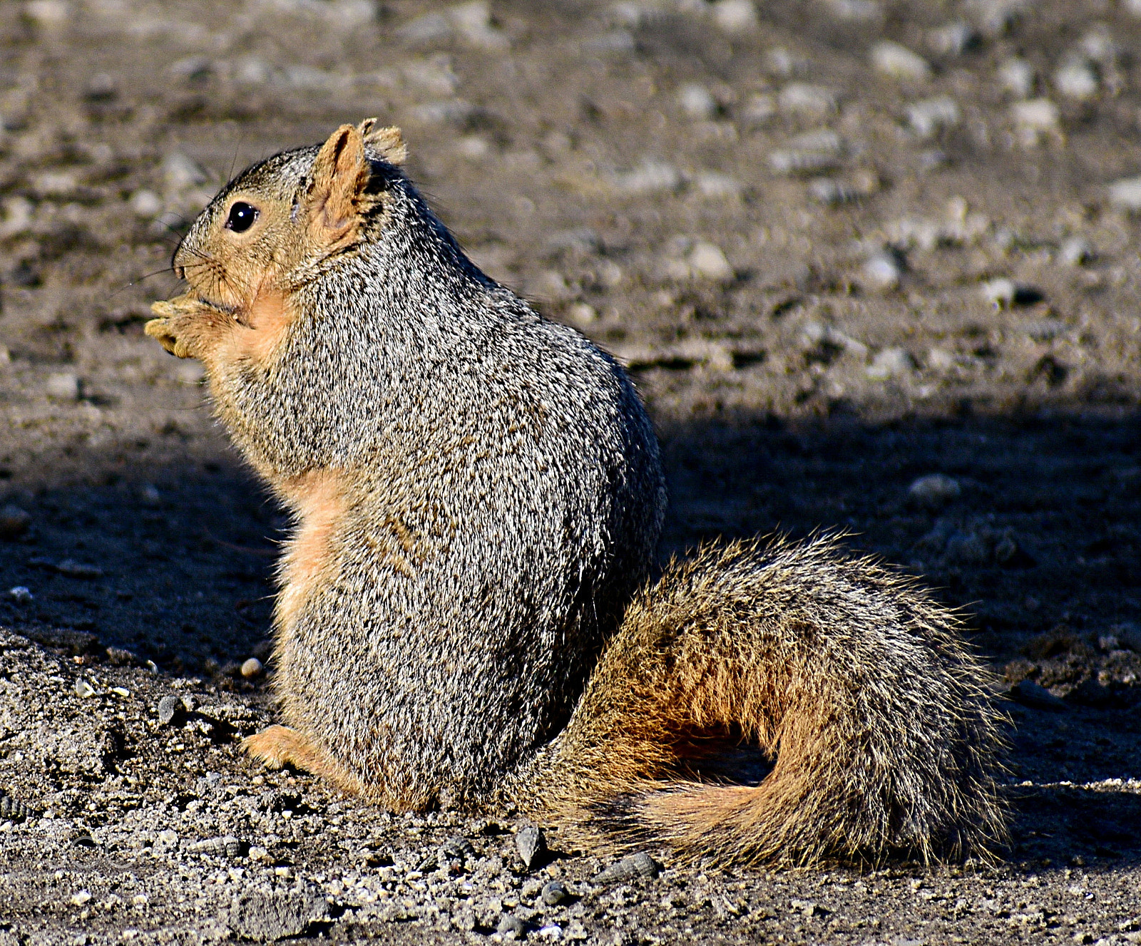 Nikon D7200 sample photo. Squirrel eating in the photography
