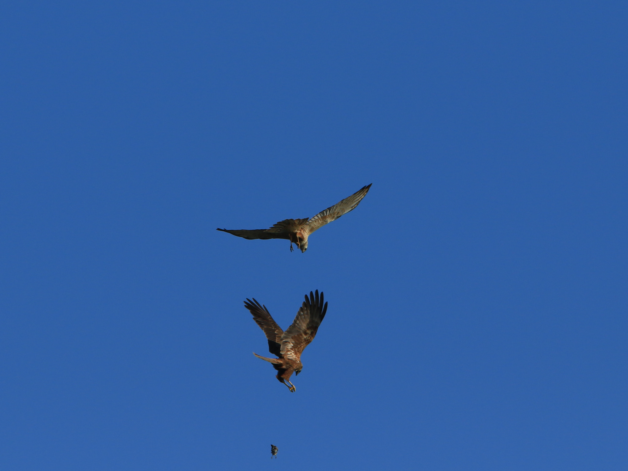 Canon EOS 7D Mark II + Canon EF 400mm F2.8L IS USM sample photo. エサ渡し ④  eastern marsh harrier photography