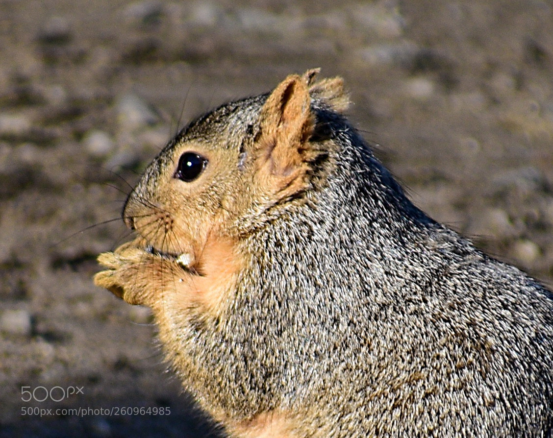 Nikon D7200 sample photo. Squirrel eating in the photography