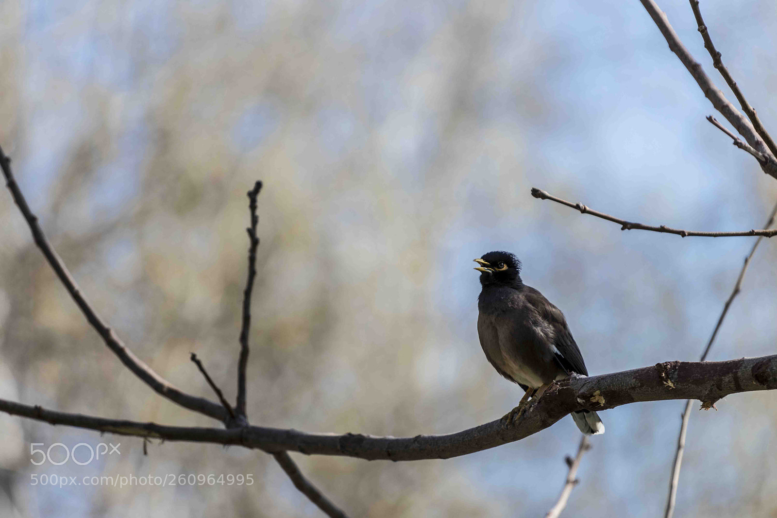 Canon EOS 80D sample photo. Img photography