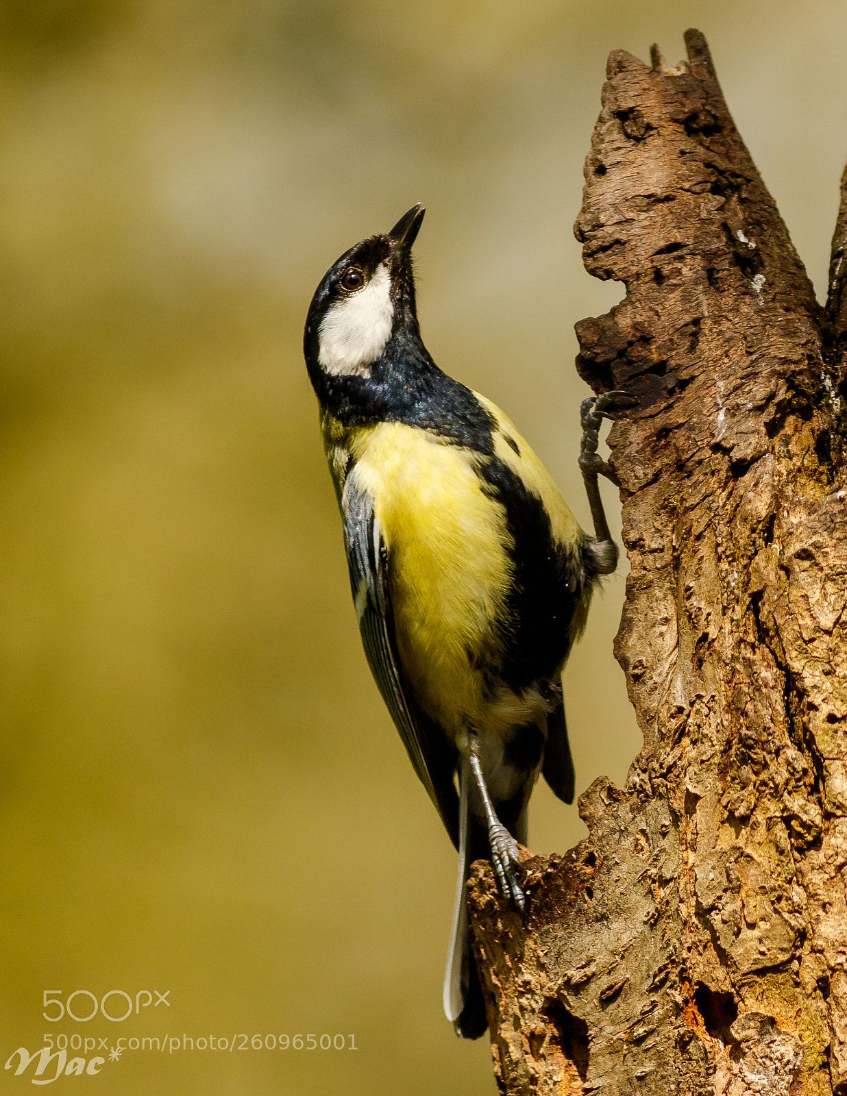 Canon EOS 7D Mark II sample photo. Great tit--koolmees photography