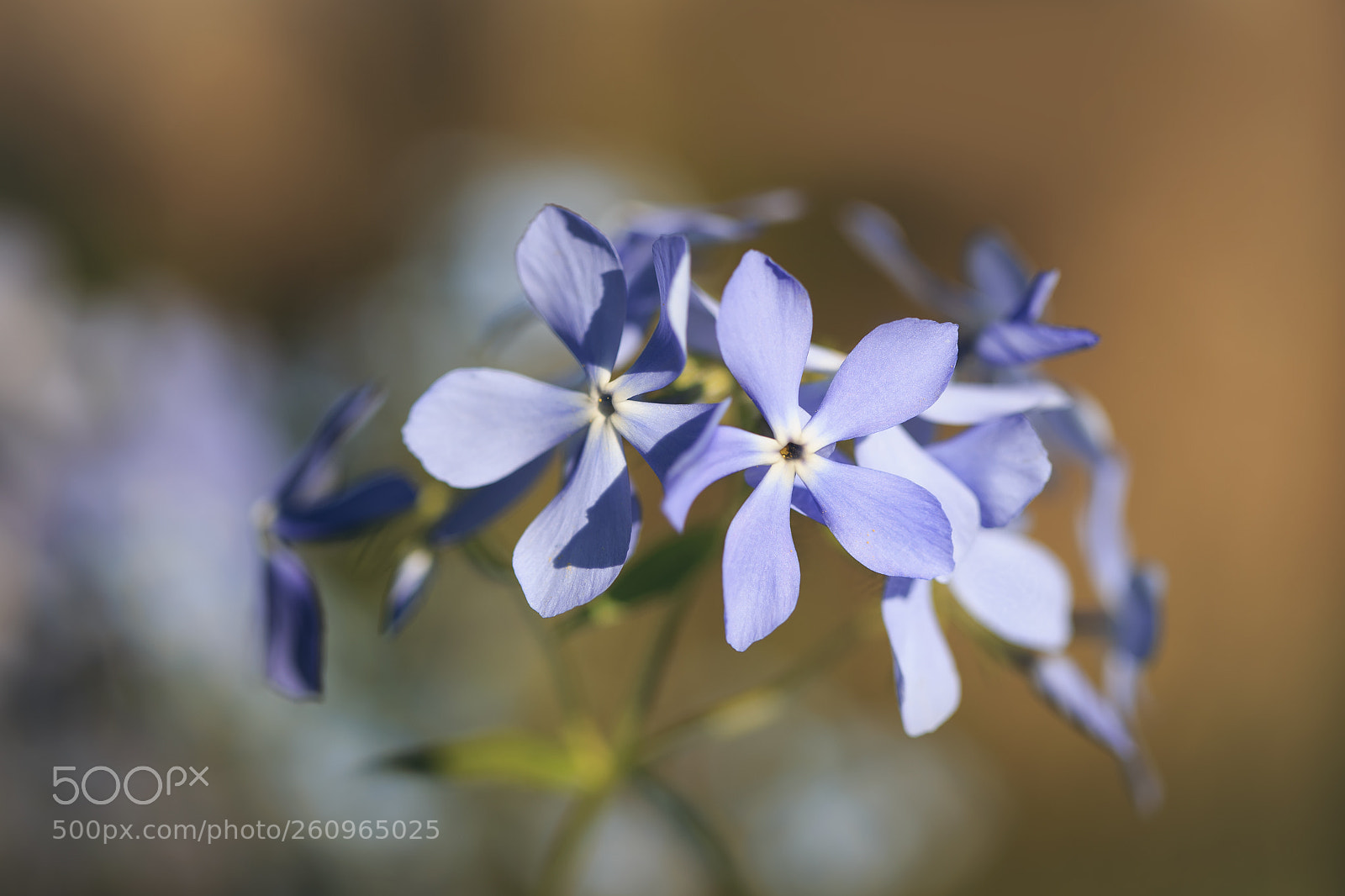 Canon EOS 6D sample photo. In the garden. beautiful photography