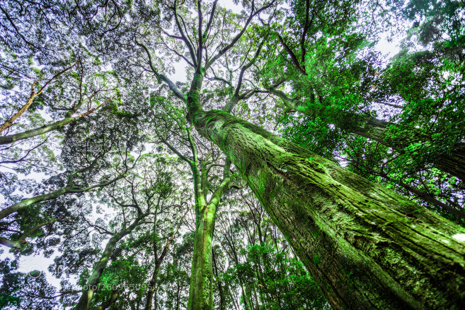 Canon EOS 6D sample photo. Green trees photography