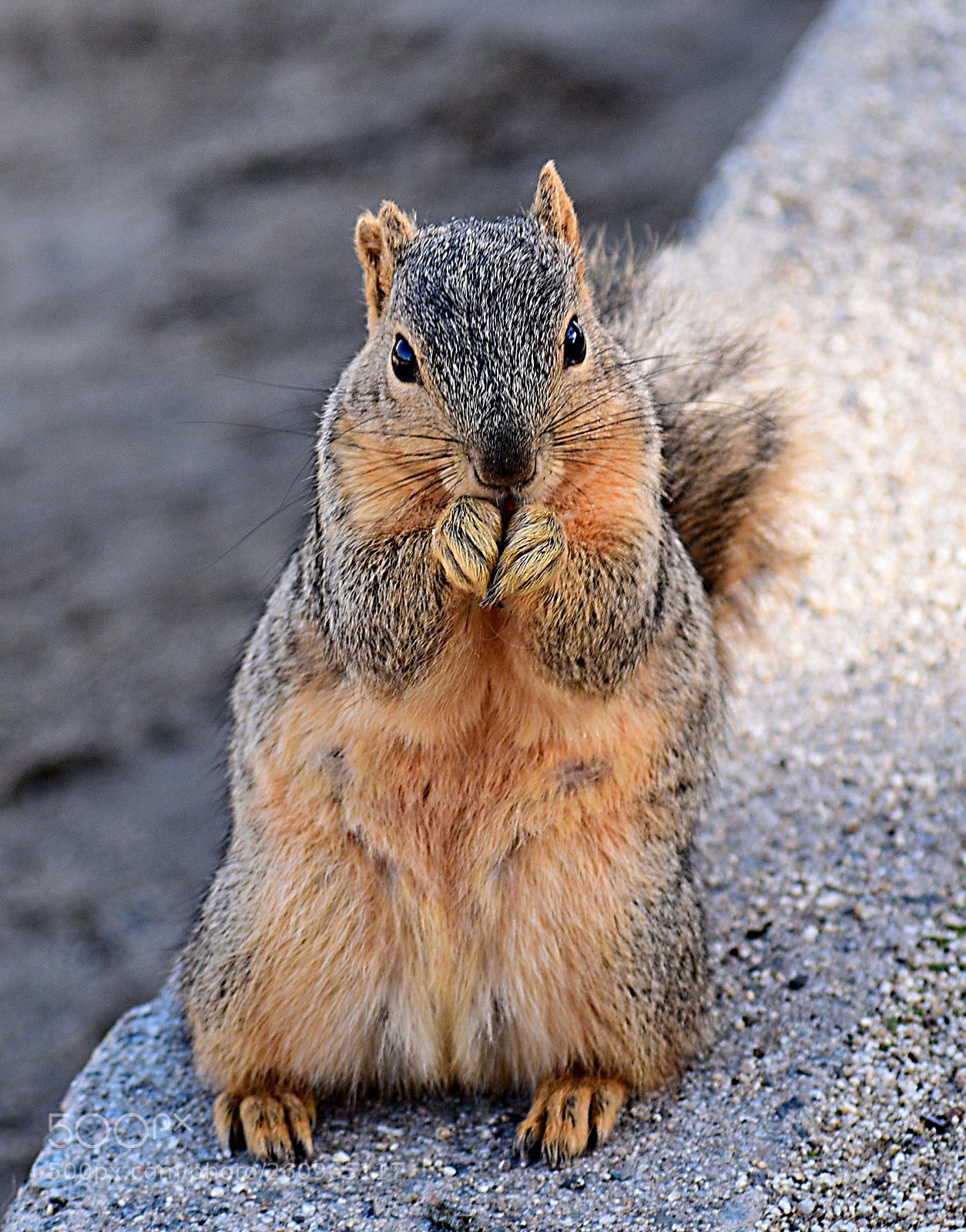 Nikon D7200 sample photo. Squirrel eating in the photography