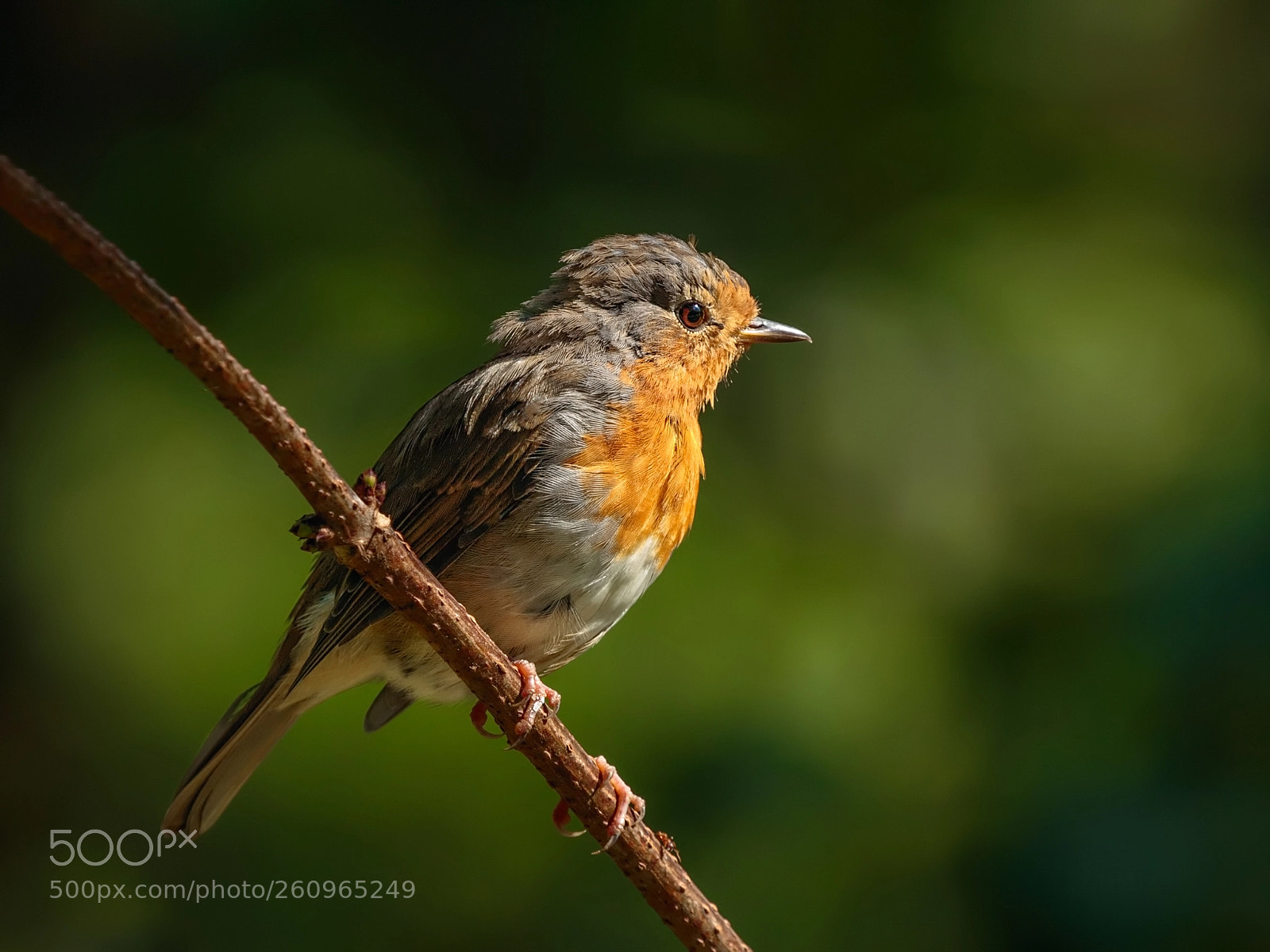 Canon EOS 7D Mark II sample photo. European robin photography