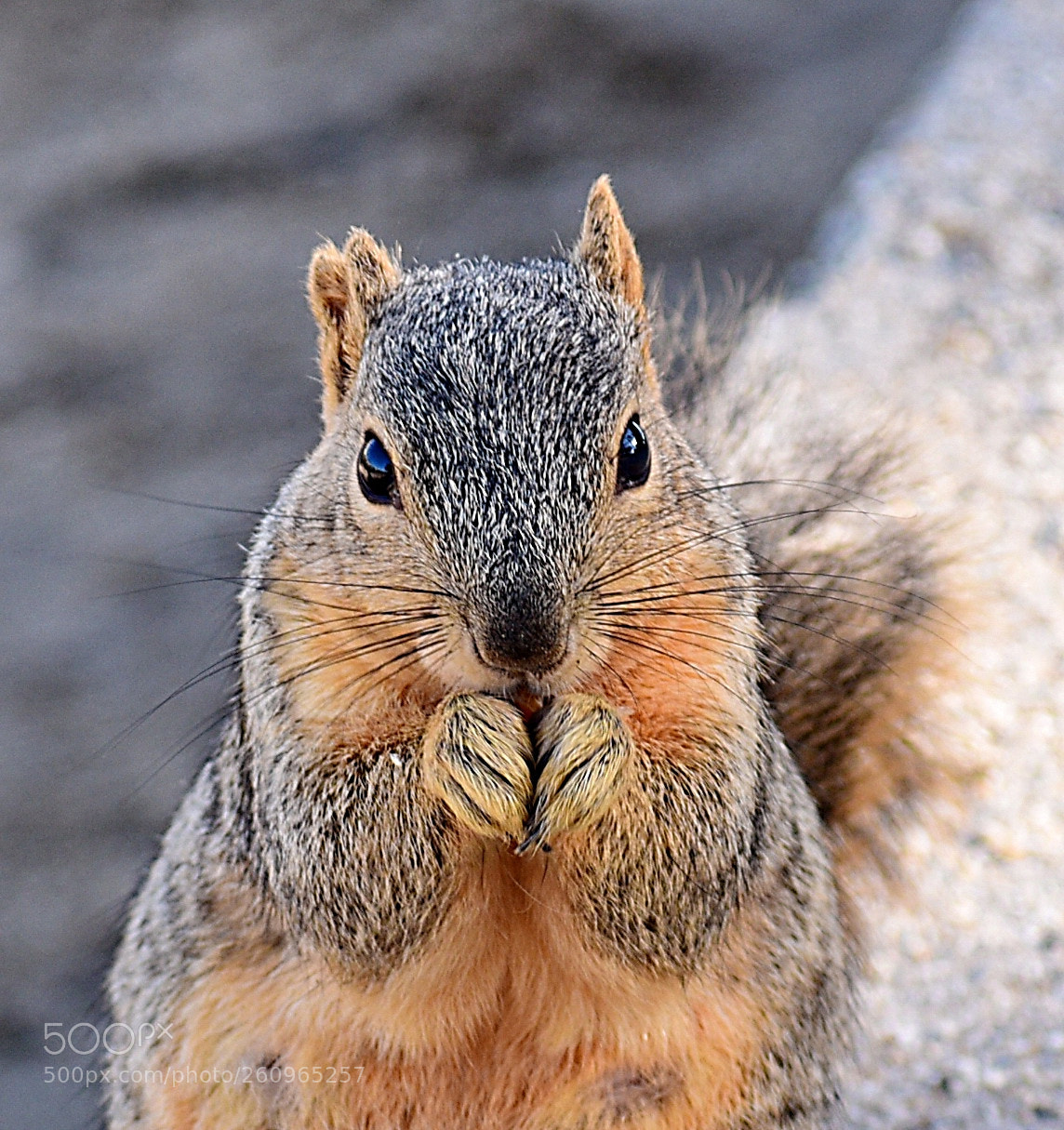 Nikon D7200 sample photo. Squirrel eating in the photography