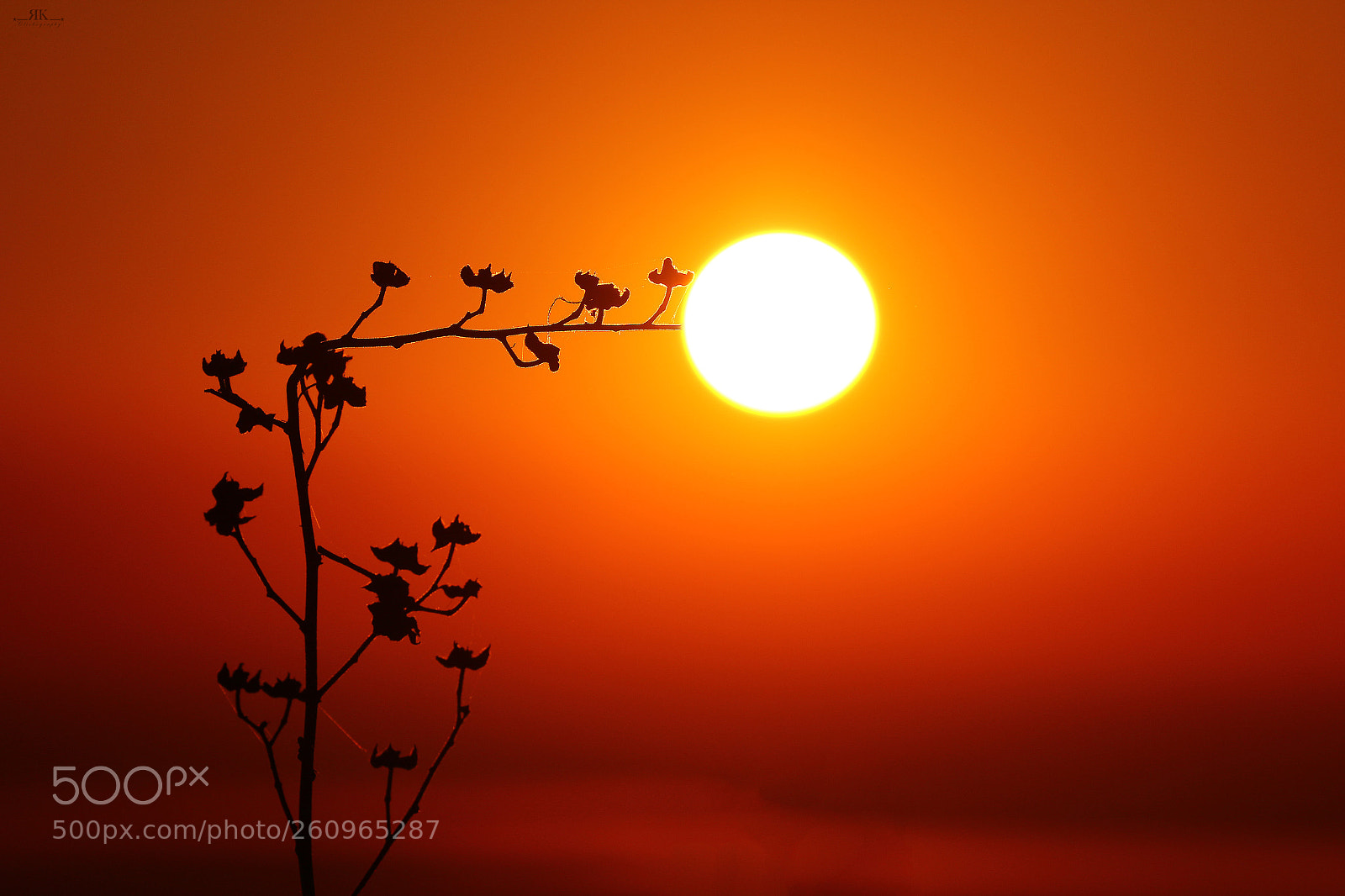 Canon EOS 70D sample photo. Sun - flower photography