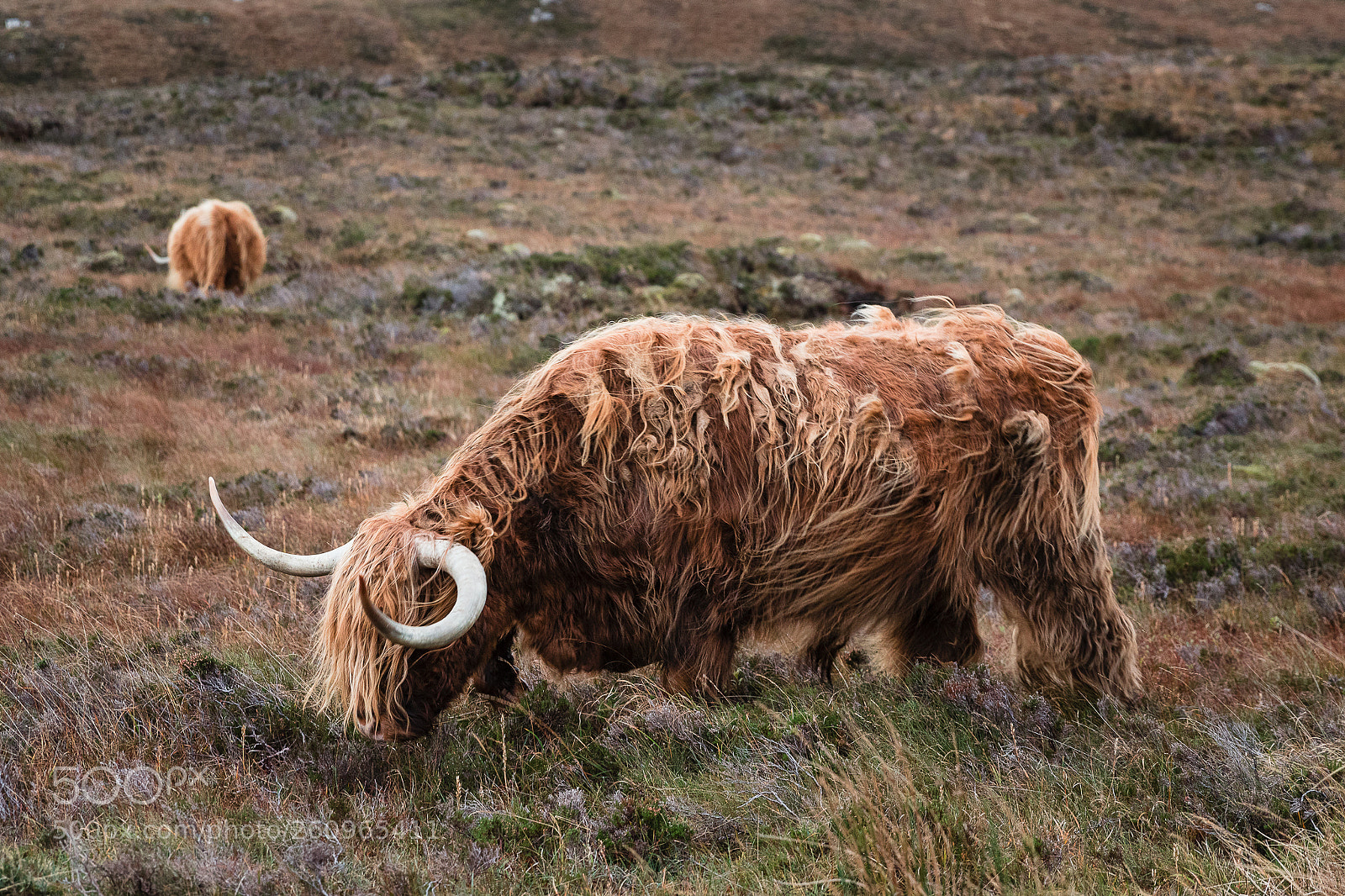 Canon EOS 7D Mark II sample photo. Highland cattle photography
