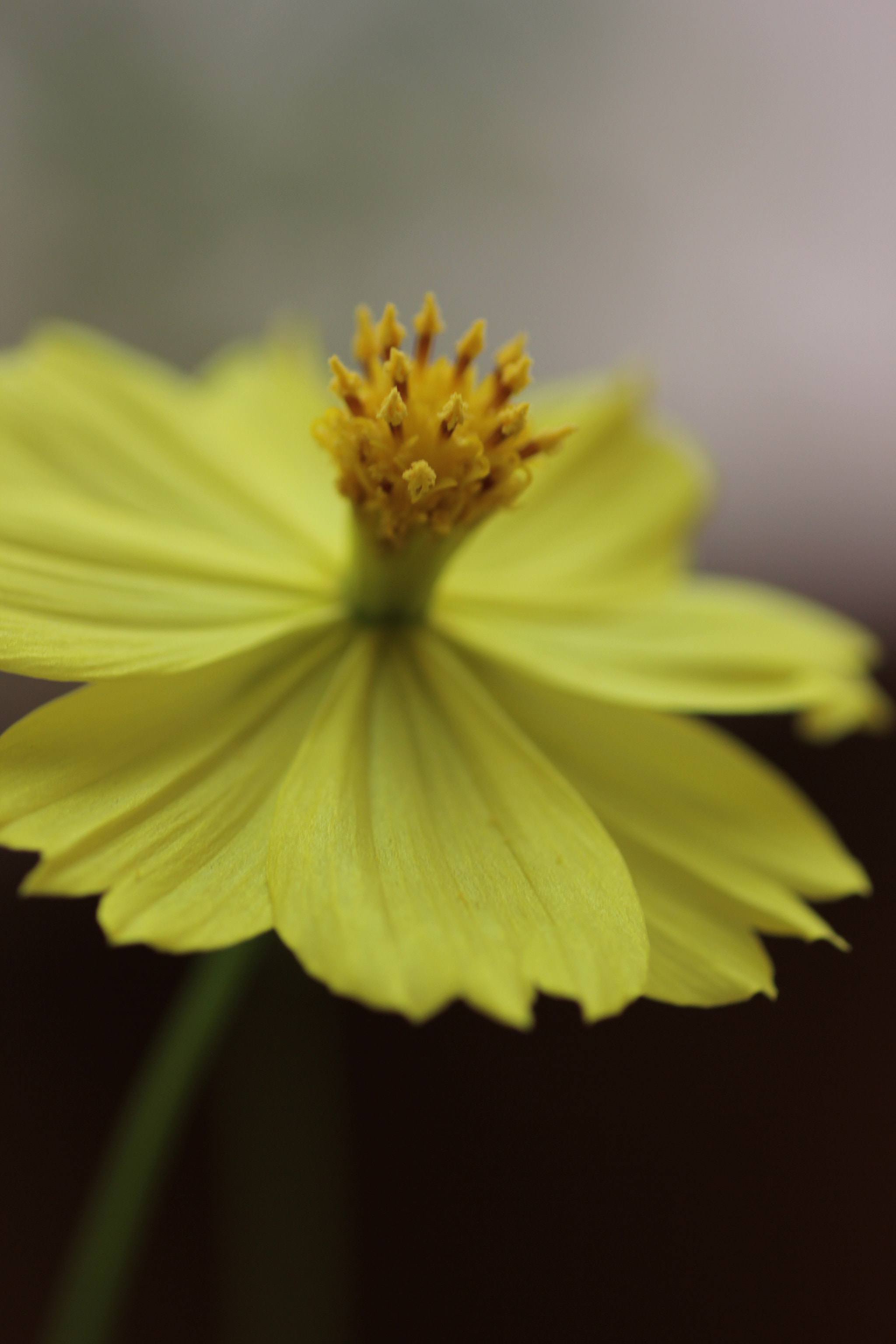 Canon EOS 550D (EOS Rebel T2i / EOS Kiss X4) + Tamron SP AF 90mm F2.8 Di Macro sample photo. Yellow flower photography