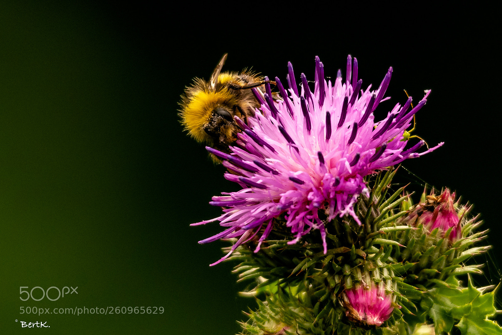 Nikon D500 sample photo. Thistle photography