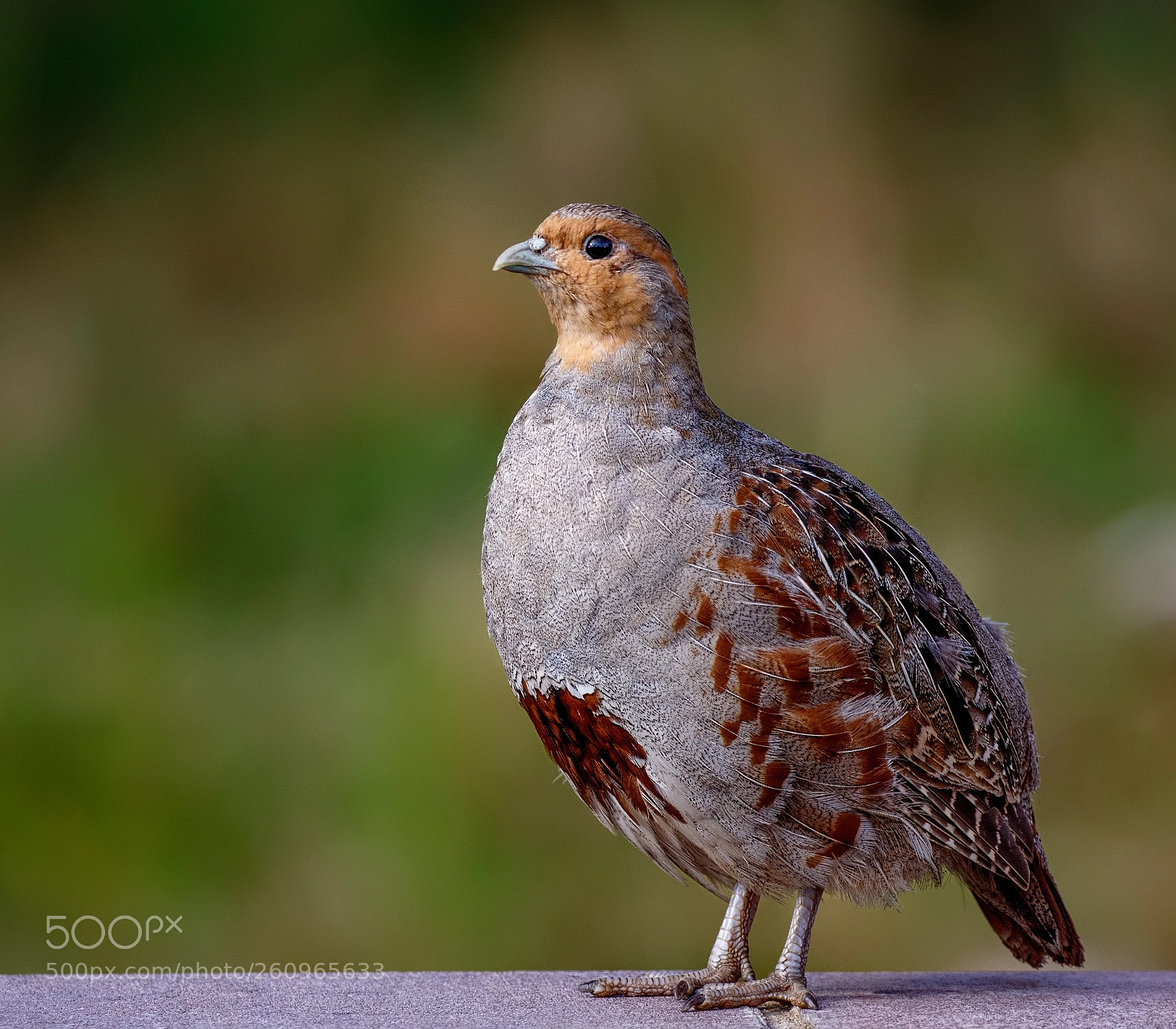 Canon EOS 7D Mark II sample photo. Partridge photography