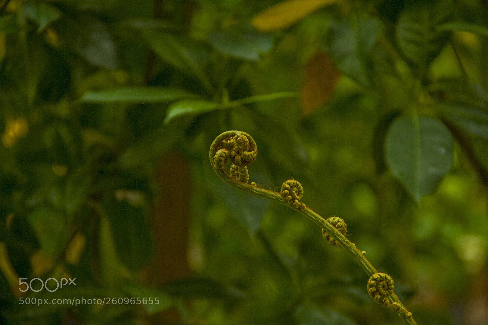 Canon EOS 600D (Rebel EOS T3i / EOS Kiss X5) sample photo. Nature spiral photography