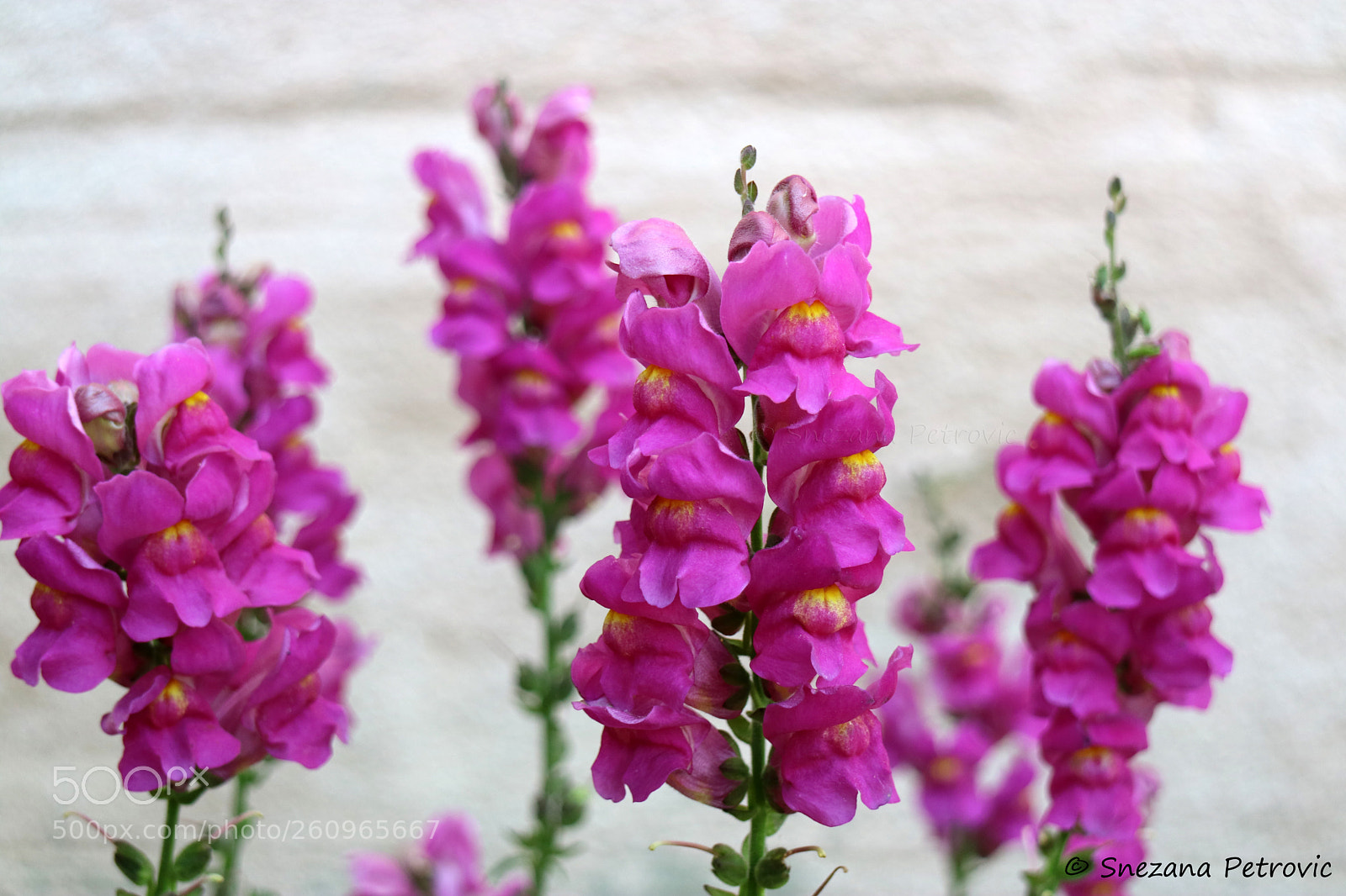 Canon EOS M3 sample photo. The snapdragon flowers photography