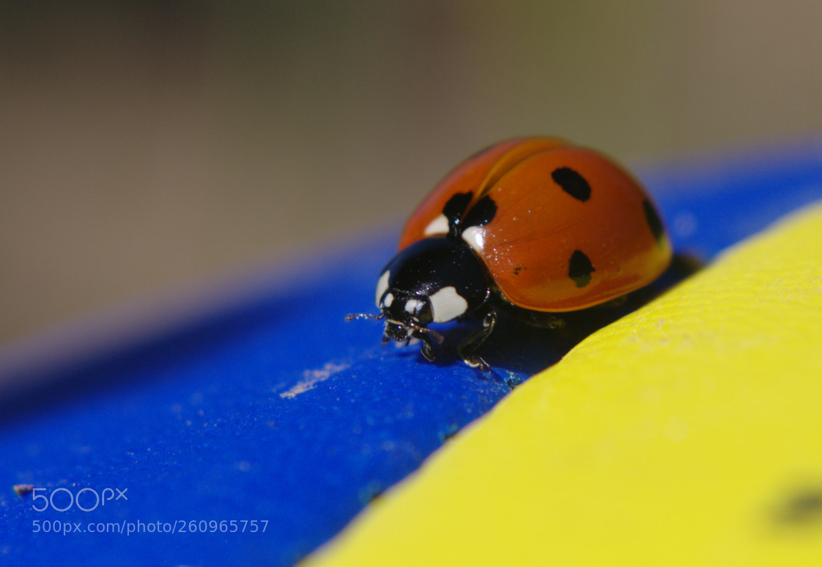 Nikon D3100 sample photo. Lady photography