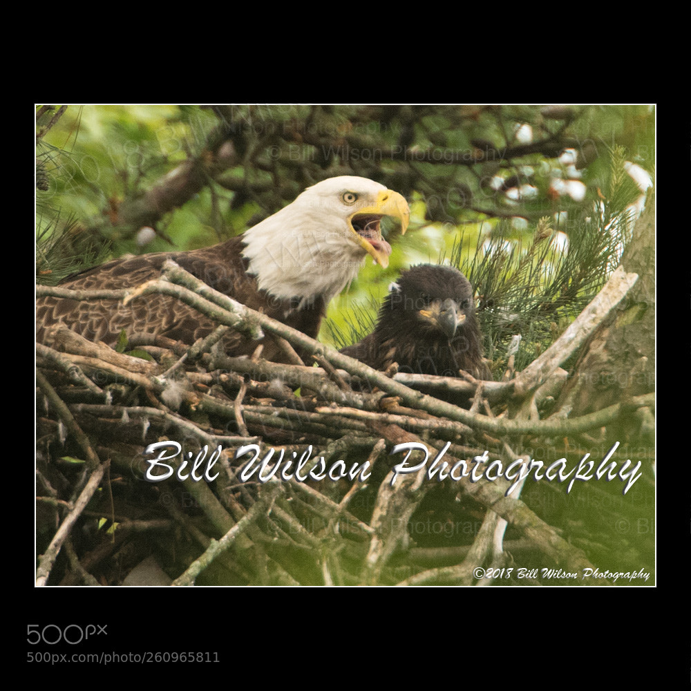 Nikon D500 sample photo. Bald eagles adult and photography