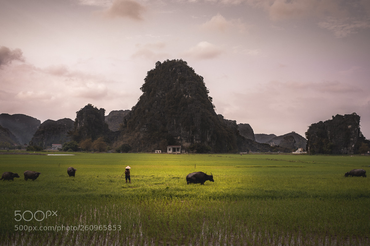 Nikon D750 sample photo. Ninh binh photography