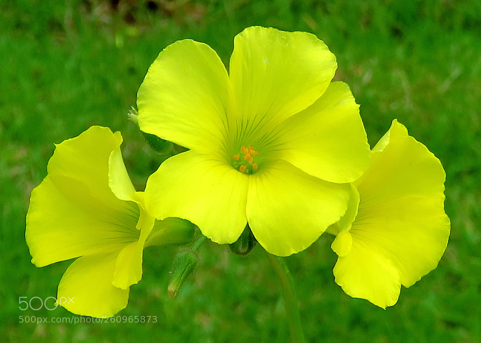 Canon PowerShot SX60 HS sample photo. Three yellow daisies in photography