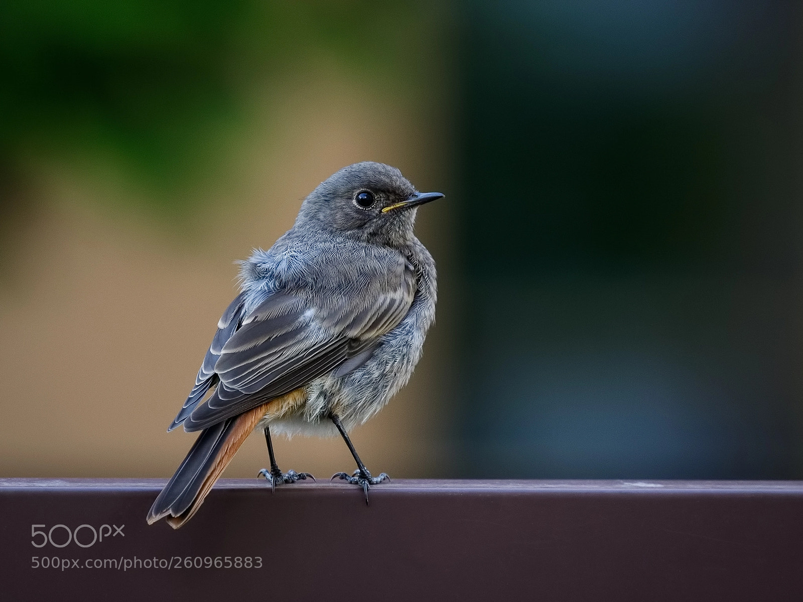 Canon EOS 7D Mark II sample photo. Redstart chick photography