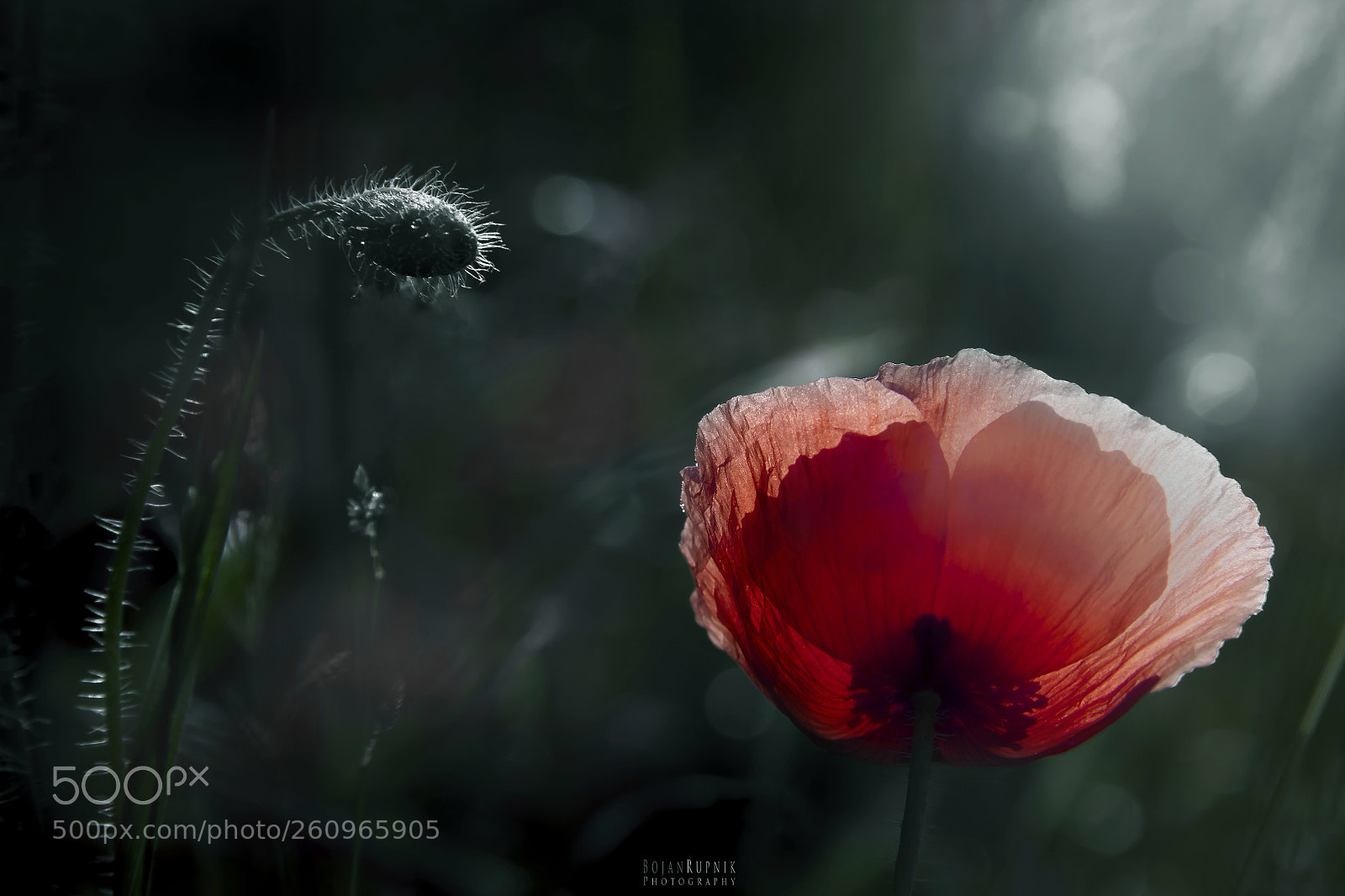 Canon EOS 600D (Rebel EOS T3i / EOS Kiss X5) sample photo. Poppy and light photography