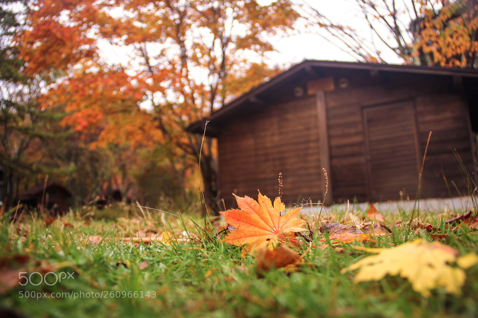 Canon EOS 60D sample photo. Even leaves fall too ? photography