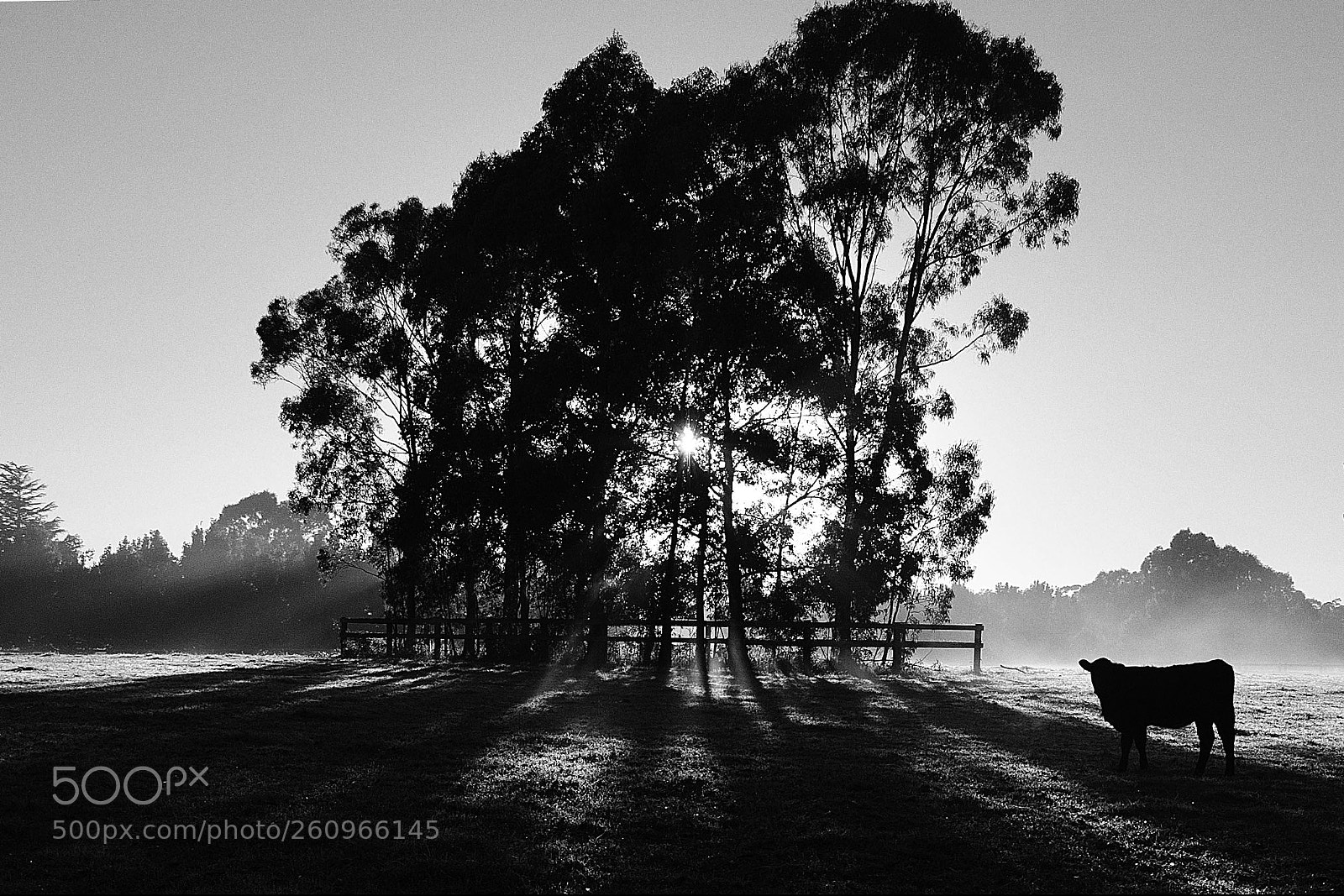 Nikon D7000 sample photo. Country cow and tree photography