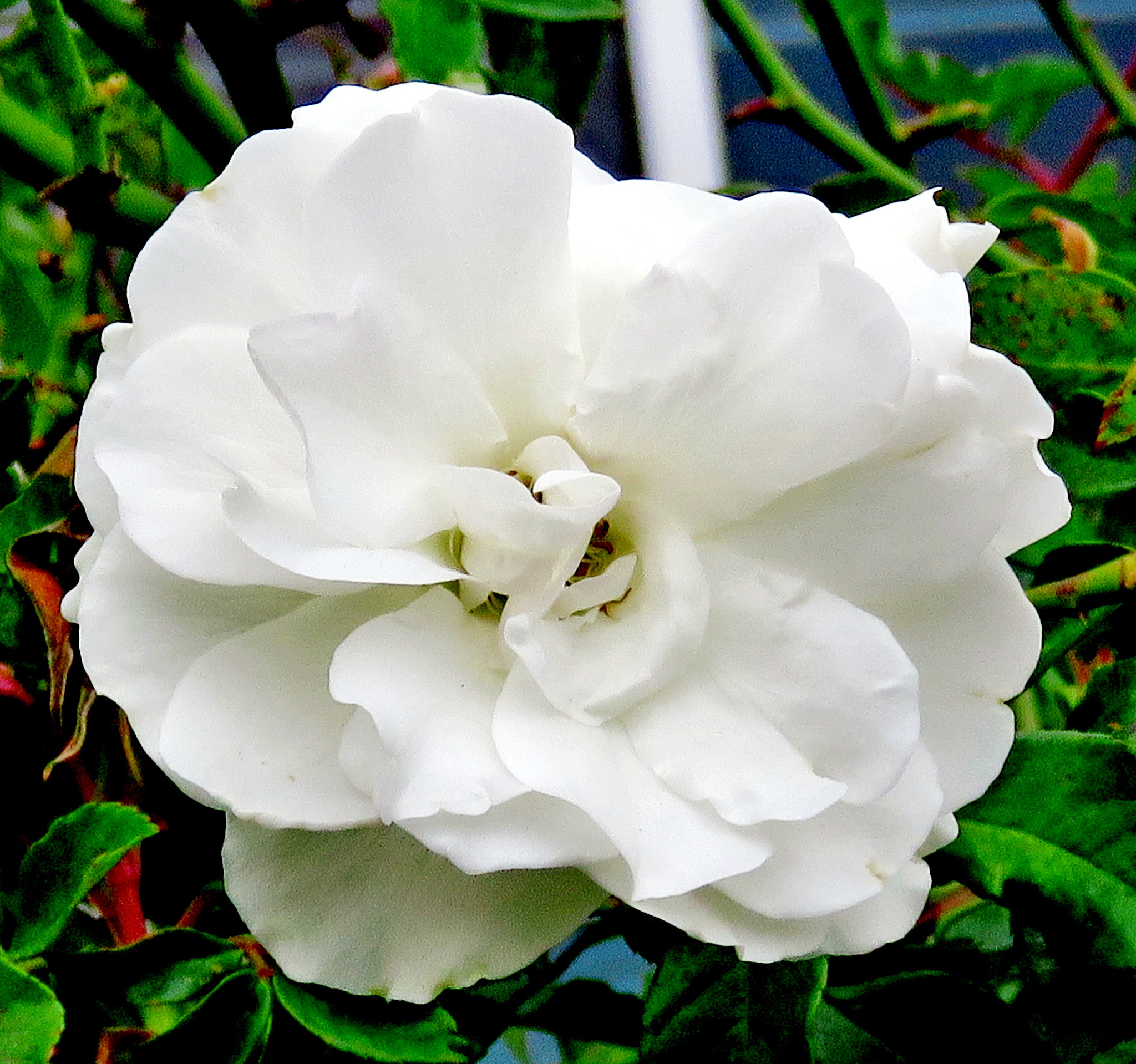 Canon PowerShot SX60 HS + 3.8 - 247.0 mm sample photo. A white carnation flower photography