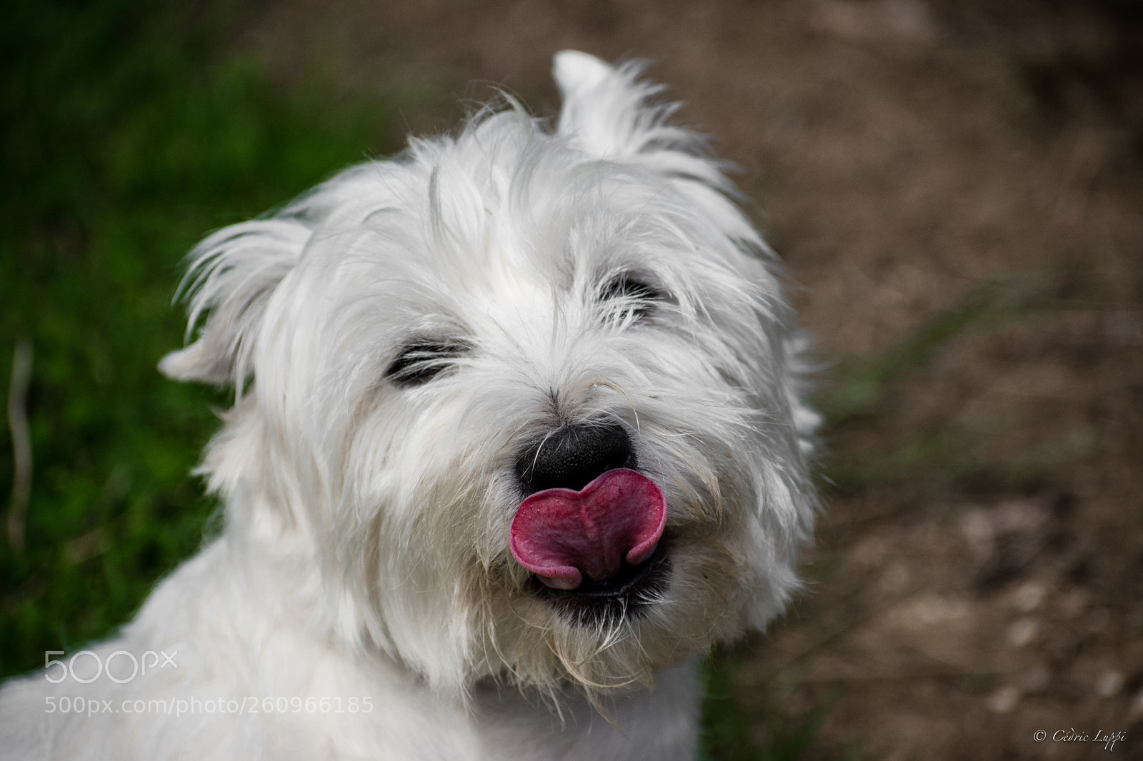 Nikon D5500 sample photo. Petit coeur photography