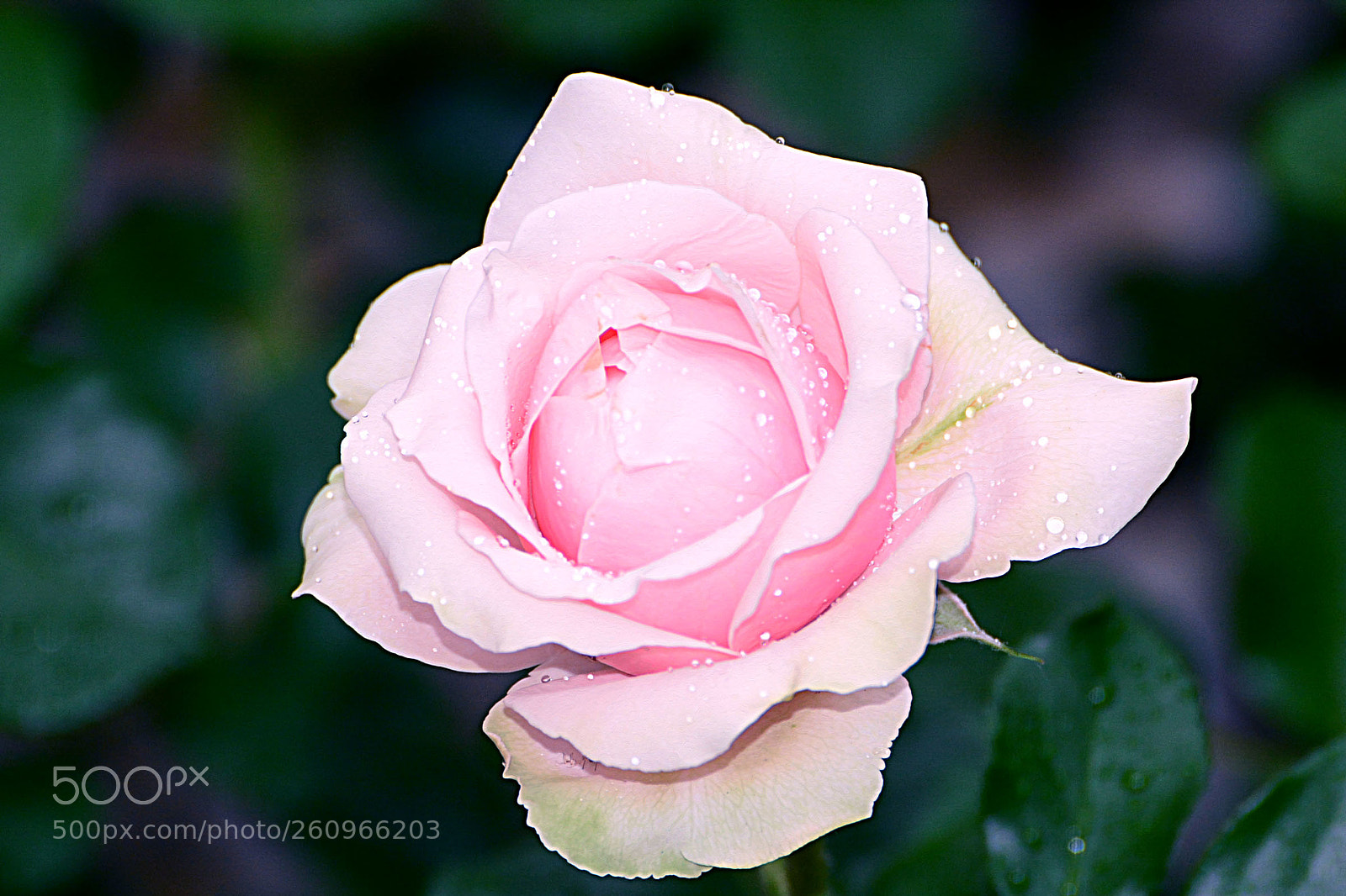Nikon D7100 sample photo. Untitled photography