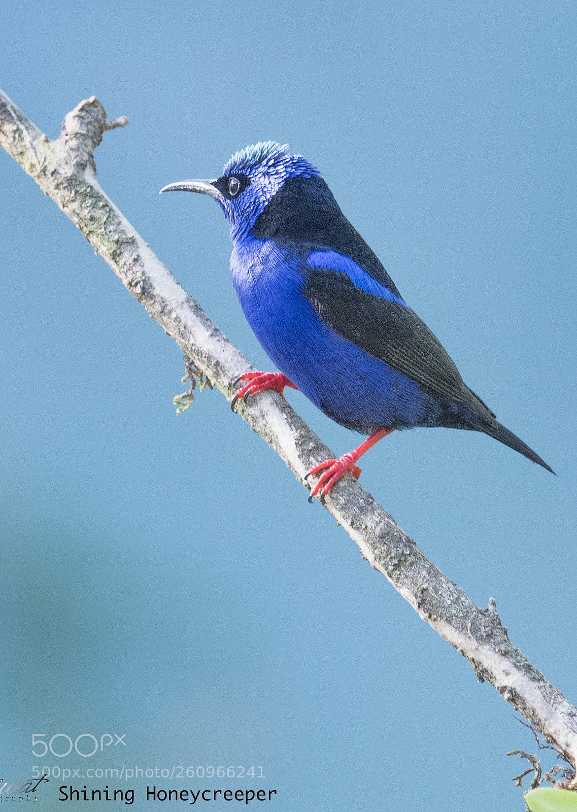 Nikon D500 sample photo. Shinning honeycreeper photography