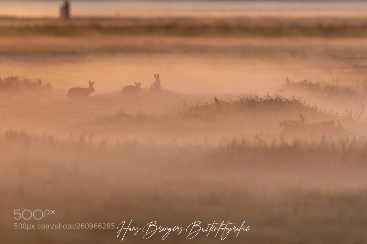 Canon EOS 5D Mark IV sample photo. Hares in a misty photography
