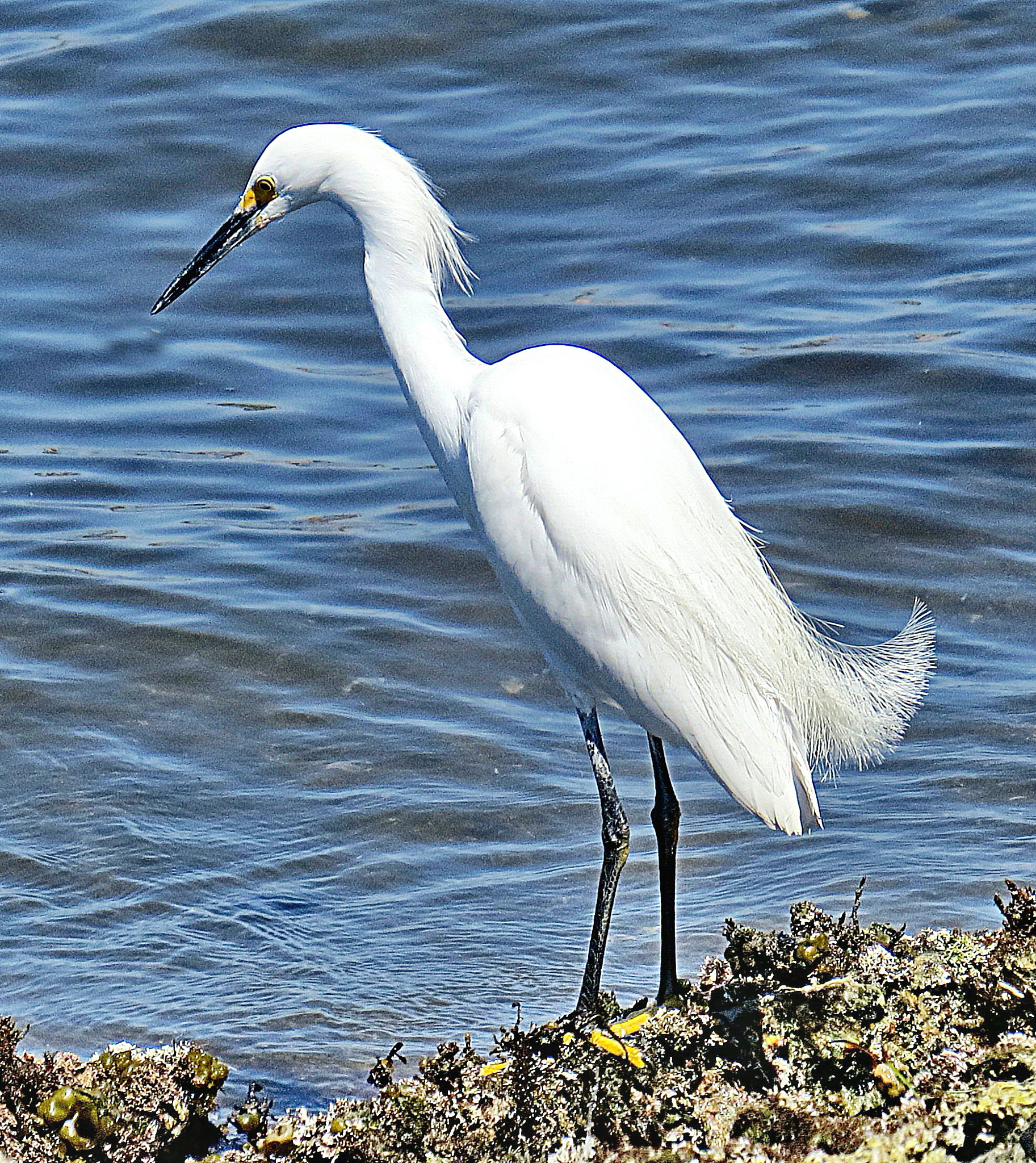 Canon PowerShot SX50 HS + 4.3 - 215.0 mm sample photo. A white egret watching the ocean photography