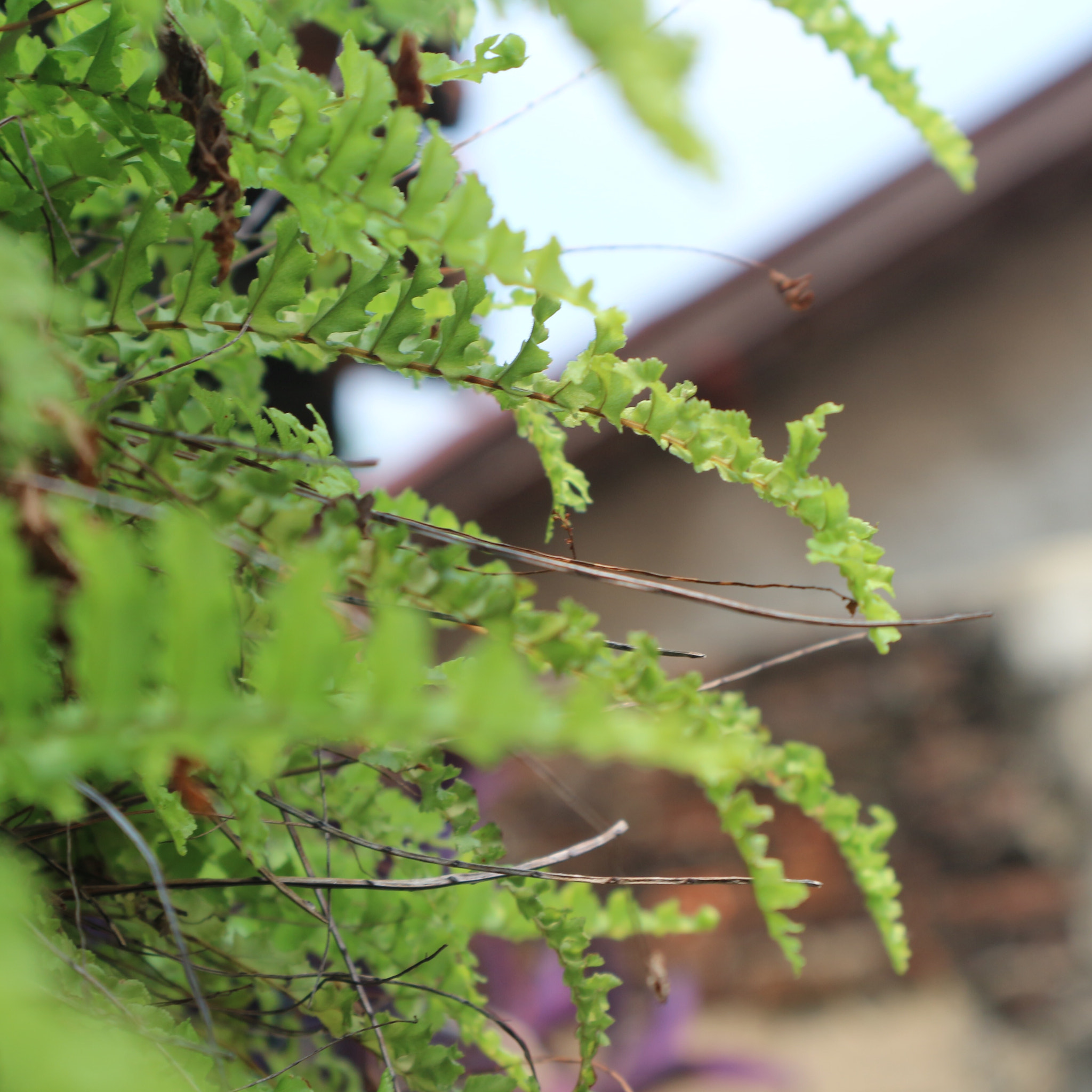 Canon EOS M10 sample photo. Green photography