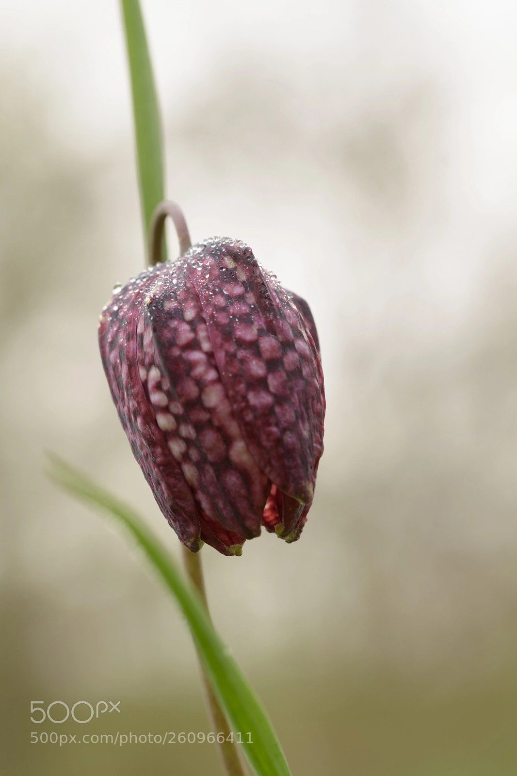 Nikon D5500 sample photo. Don't know much about photography