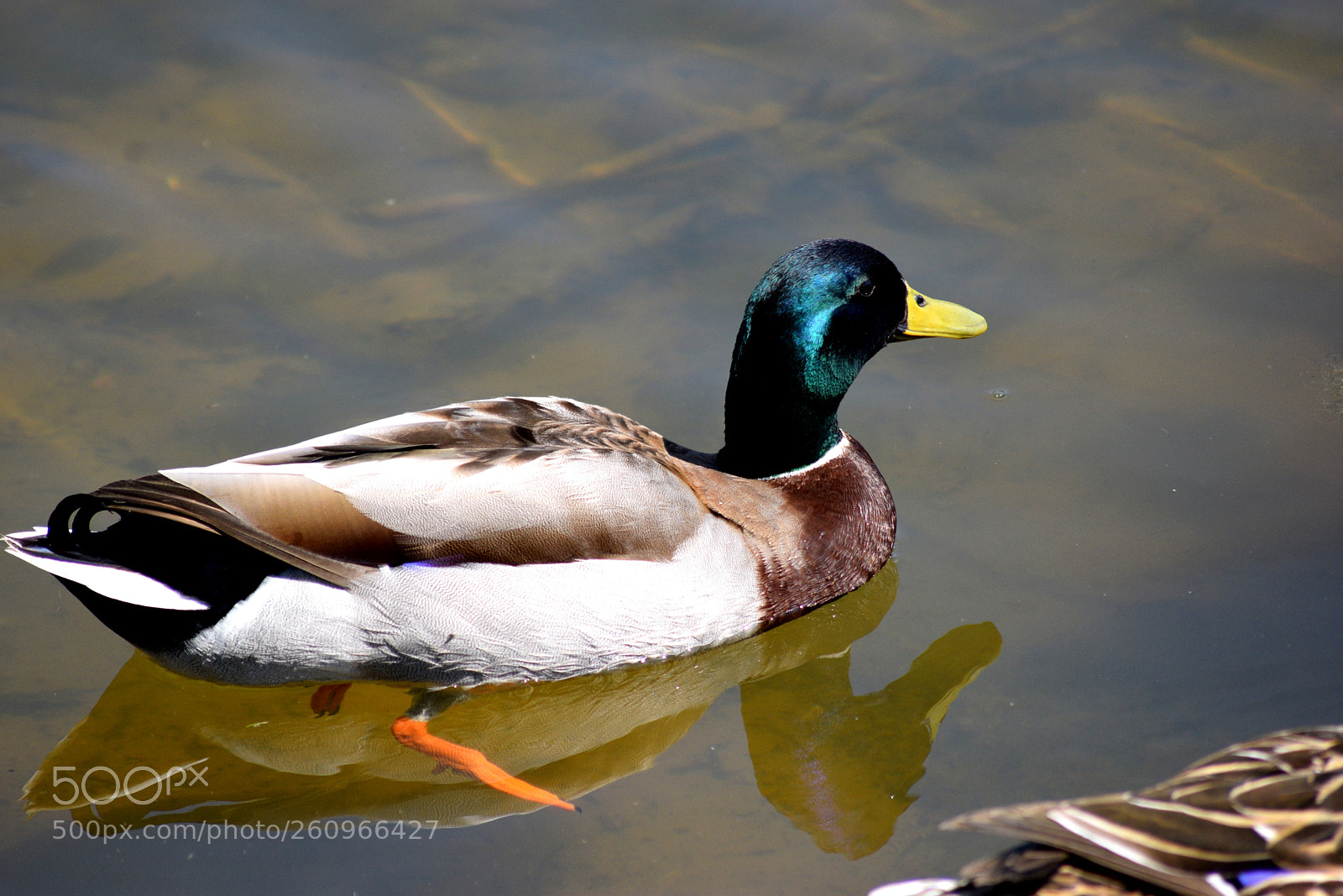 Nikon D3300 sample photo. Untitled photography
