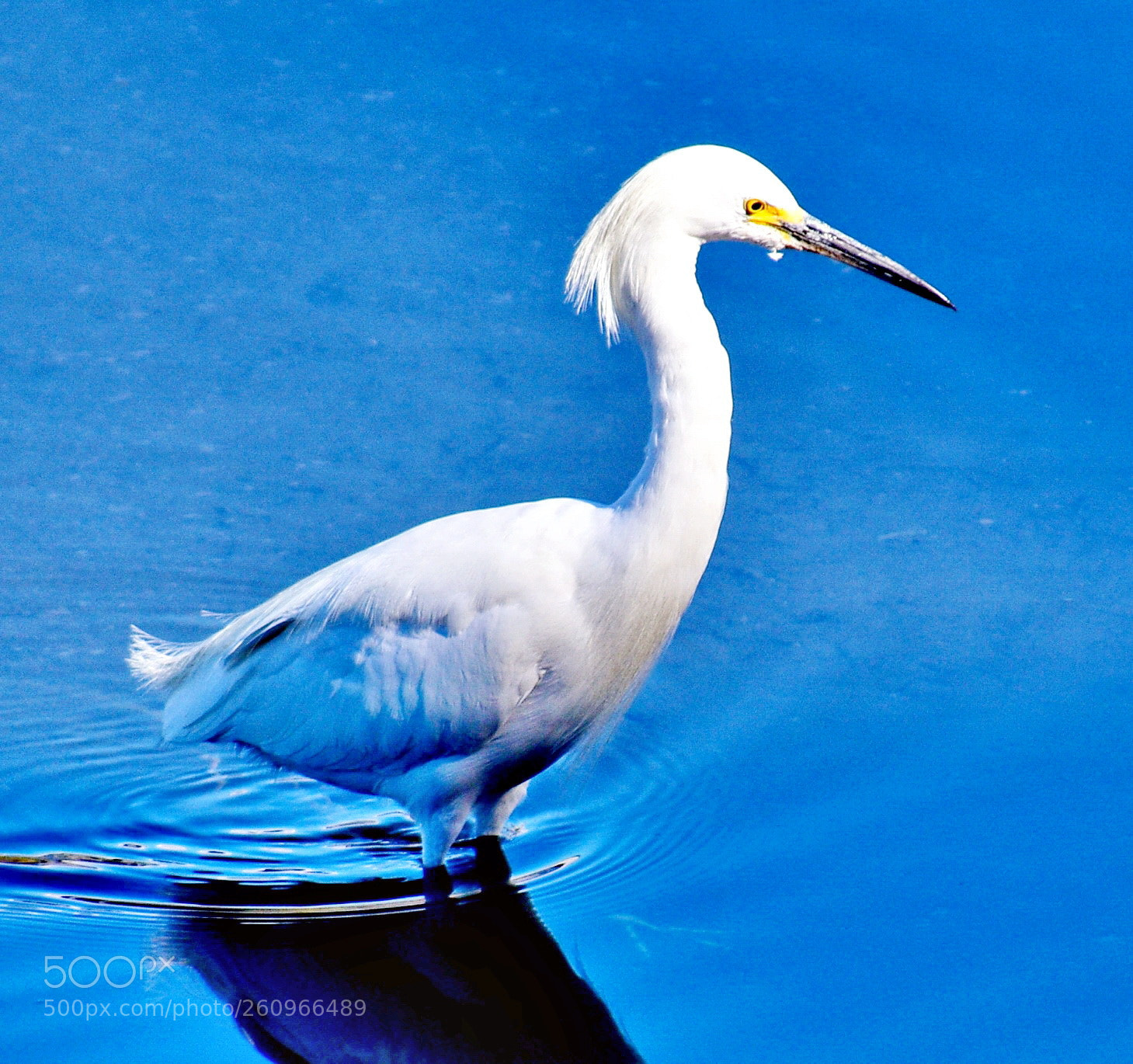 Nikon D7200 sample photo. White egret bird walking photography