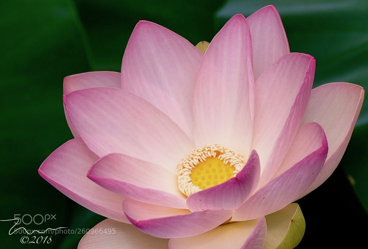 Nikon D750 sample photo. Sapporo lotus photography