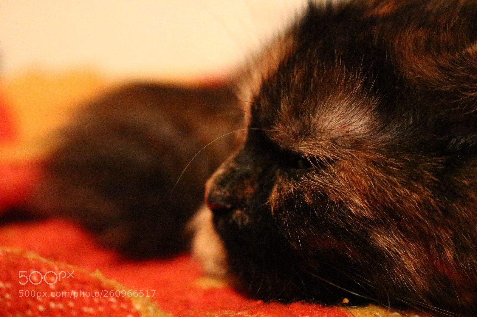Canon EOS 750D (EOS Rebel T6i / EOS Kiss X8i) sample photo. My tired pet photography