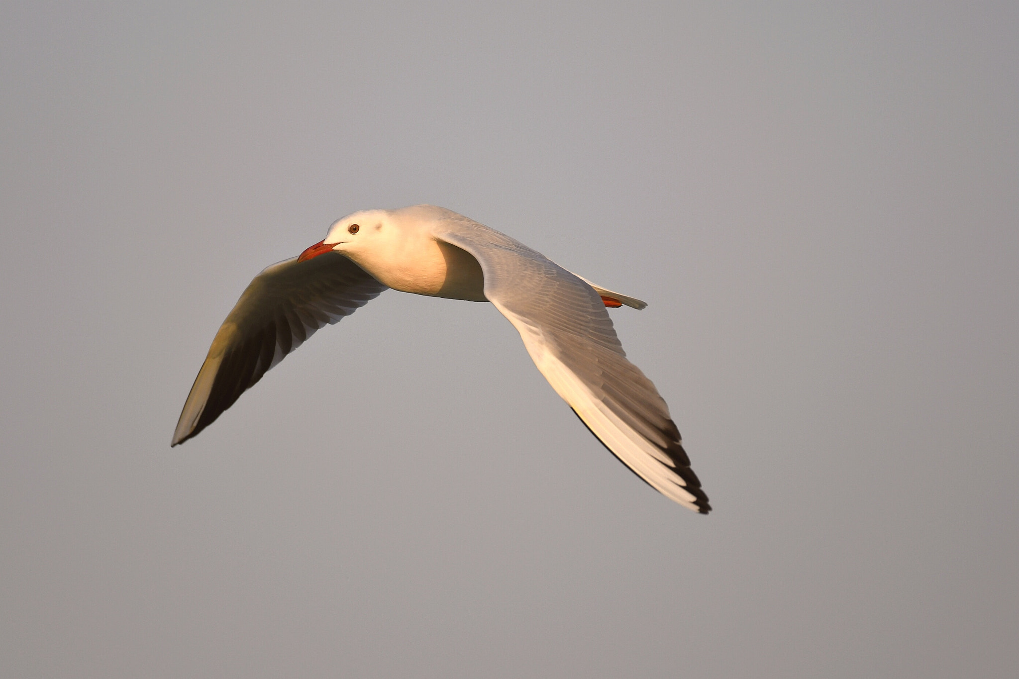 Nikon D500 sample photo. Gull in flight photography